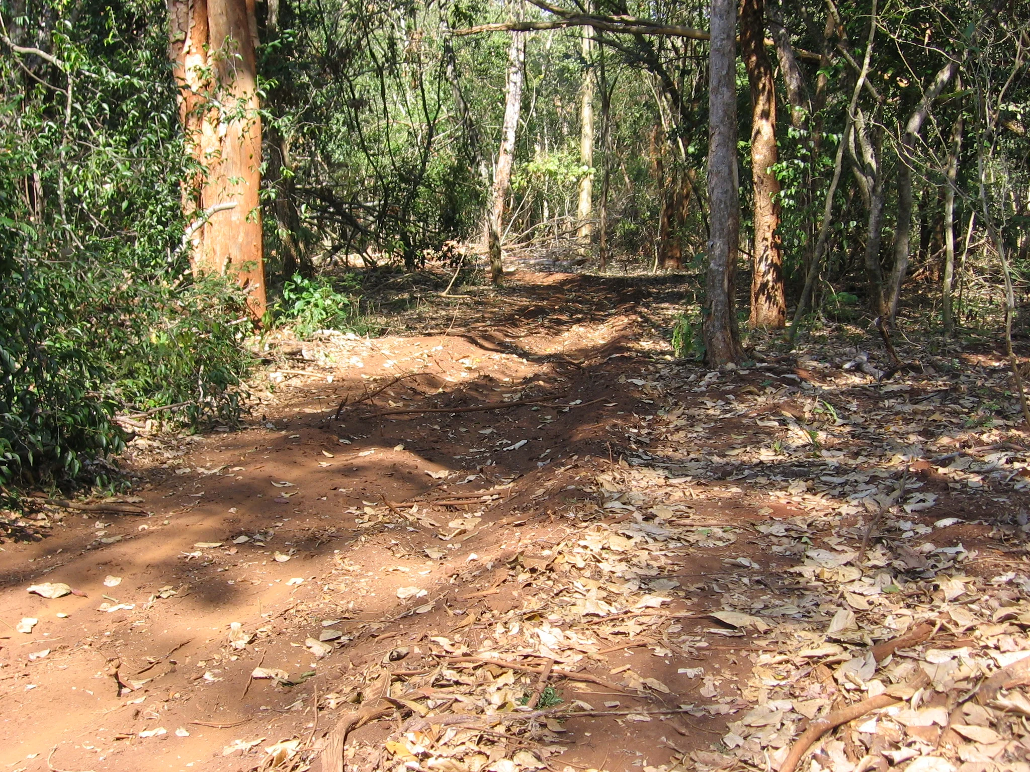 Rastos deixados após a extracção de troncos - Furrows left by log extraction
