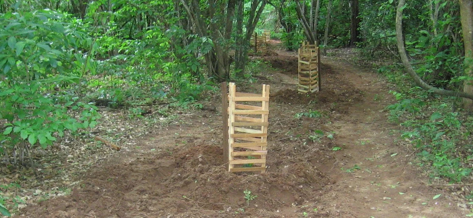 As estradas que estão fechadas são plantadas com indígenas bebés para ajudar na reflorestação - Roads that are closed are planted with indigenous saplings to assist with forest regeneration