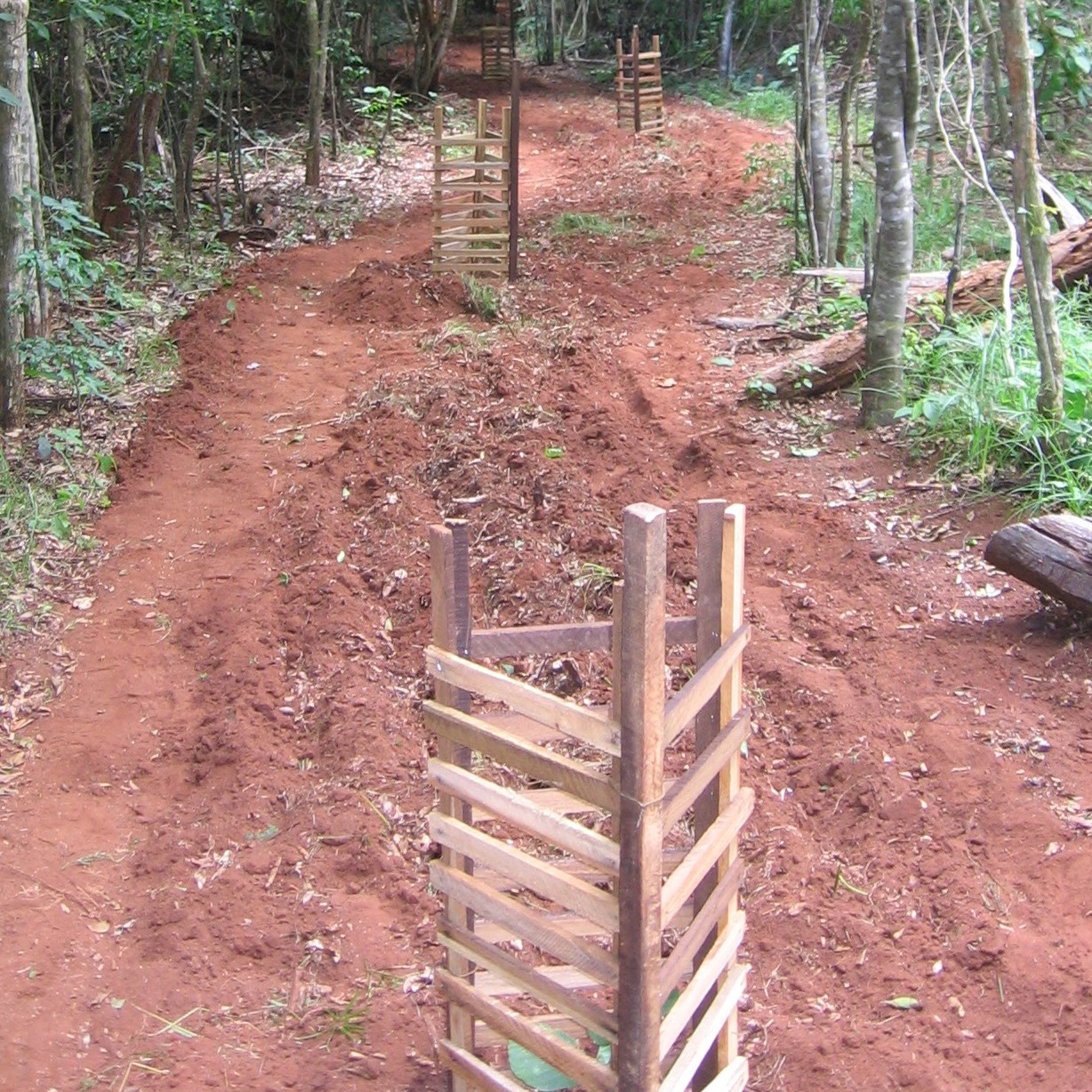As árvores bebés que são plantadas são protegidas com uma protecção de madeira para evitar serem comidas pelos porcos-espin hos - S apling planted are protected by wooden screen to prevent Porcupine damage 