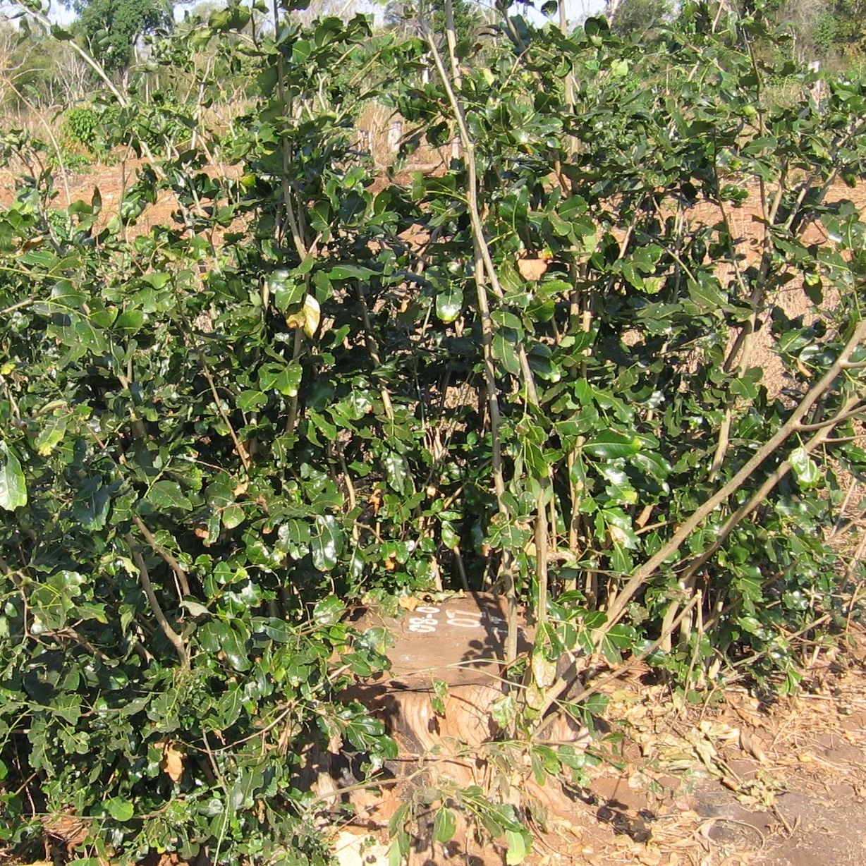 Um cepo não gerenciado, tanto pode desenvolver-se em pequenos arbustos ou morrer An unmanaged stump, the coppice either grows into a small bush or dies