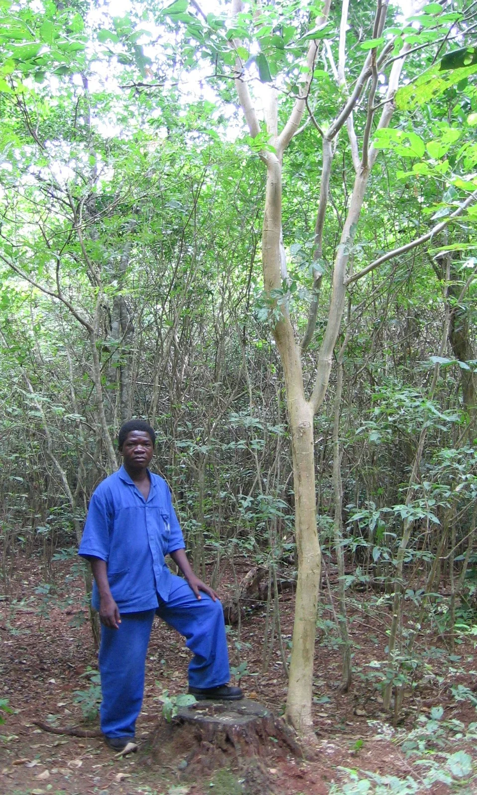 Gestão de coppice em Panga Panga - Panga Panga managed coppice
