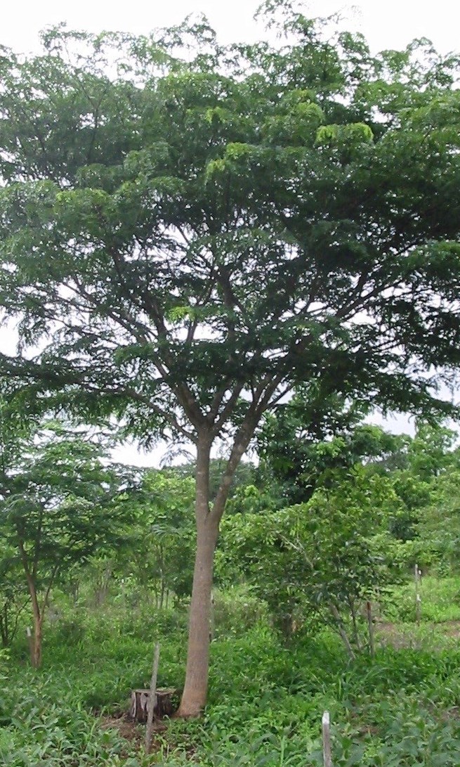 Gestão de coppice em Mutondo - Mutondo managed coppice