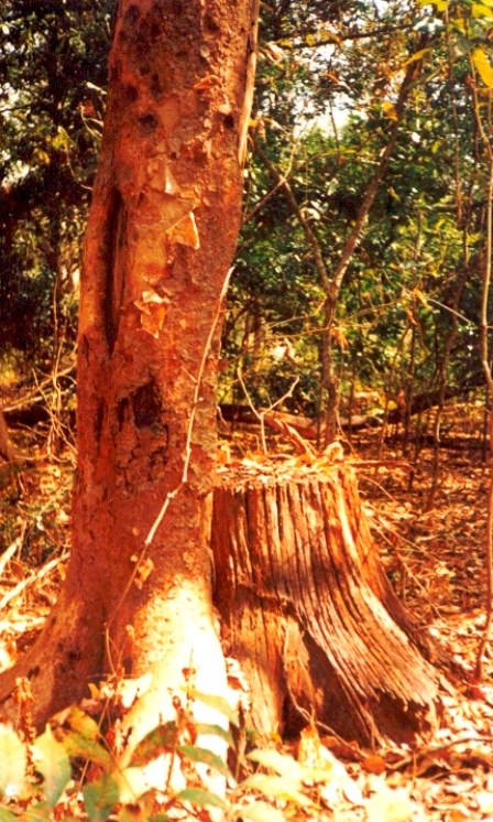 Uma das poucas árvores sobreviventes das derrubadas na década de 70 . Devido às árvores terem sido abatidas com grande intensidade e devido à falta de controlo apenas um pequeno número de árvores abatidas conseguiram naturalmente voltar a germinar a partir do cepo - One of the few surviving coppices from trees felled in the 1970's. Due to trees being felled too high and no post fell coppice management a tiny number of trees felled from this period coppiced naturally and grew