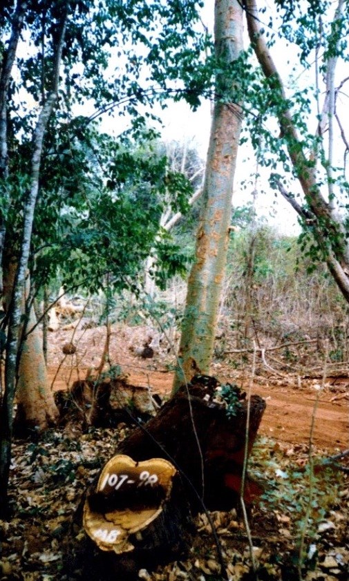 Outro exemplo de uma árvore cortada nos anos 70. A TCT Dalmann curtou o cepo. A árvore está sobre gestão de coppice e está a desenvolver-se bem Another example of a coppice from a tree felled in the 1970's. TCT Dalmann cut the coppice. The tree is under coppice management and the new coppice is developing well