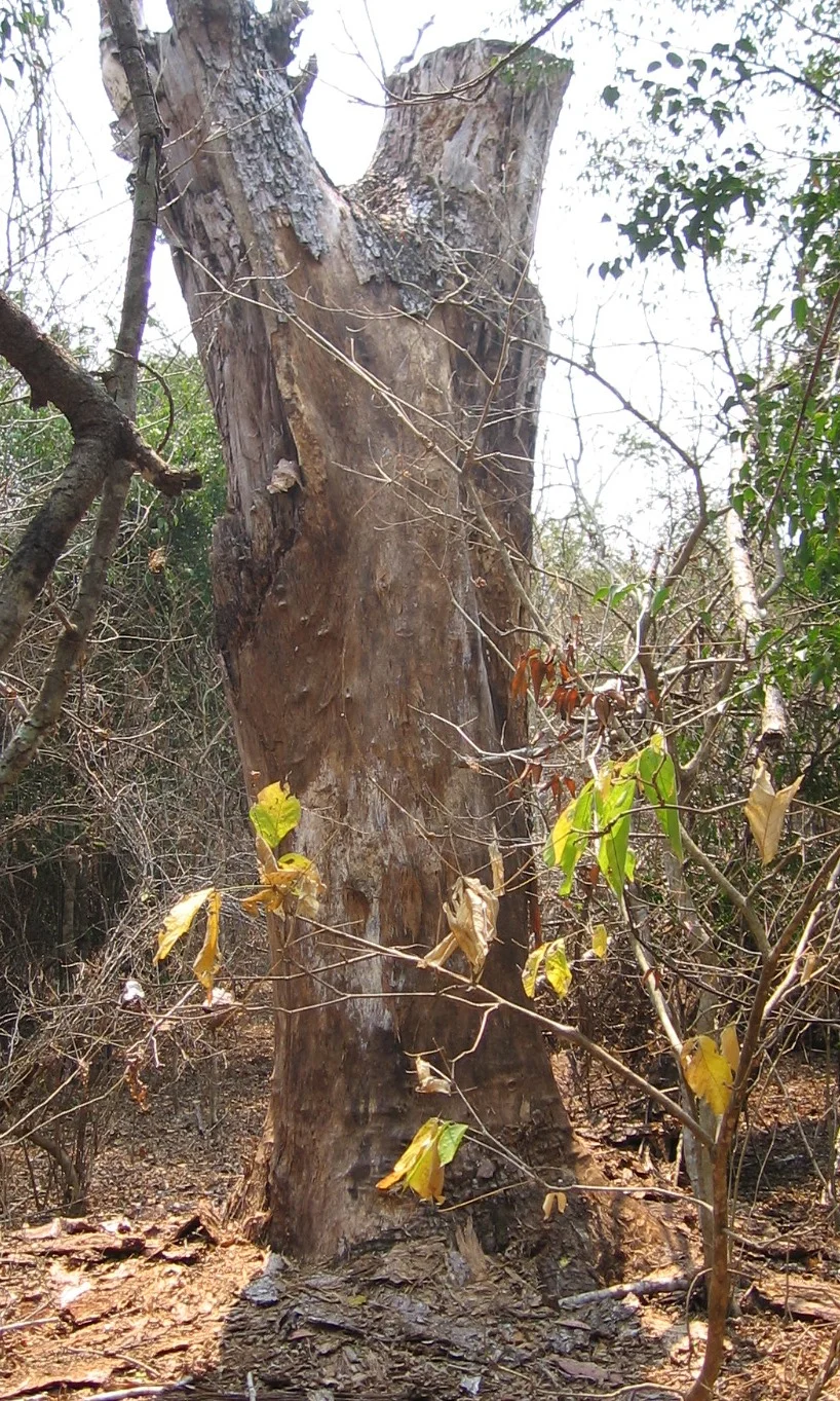 As árvores morreram naturalmente, muita das vezes devido a trovões - Trees that have died naturally, often due to lightening strikes