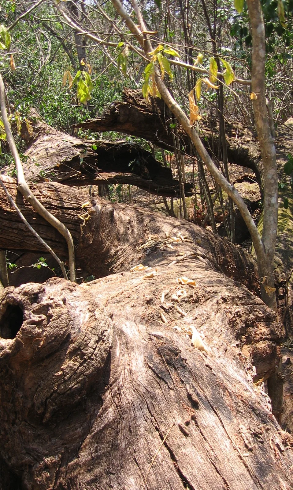 Troncos abandonados nos anos 70 - Old abandoned logs felled in the 1970's