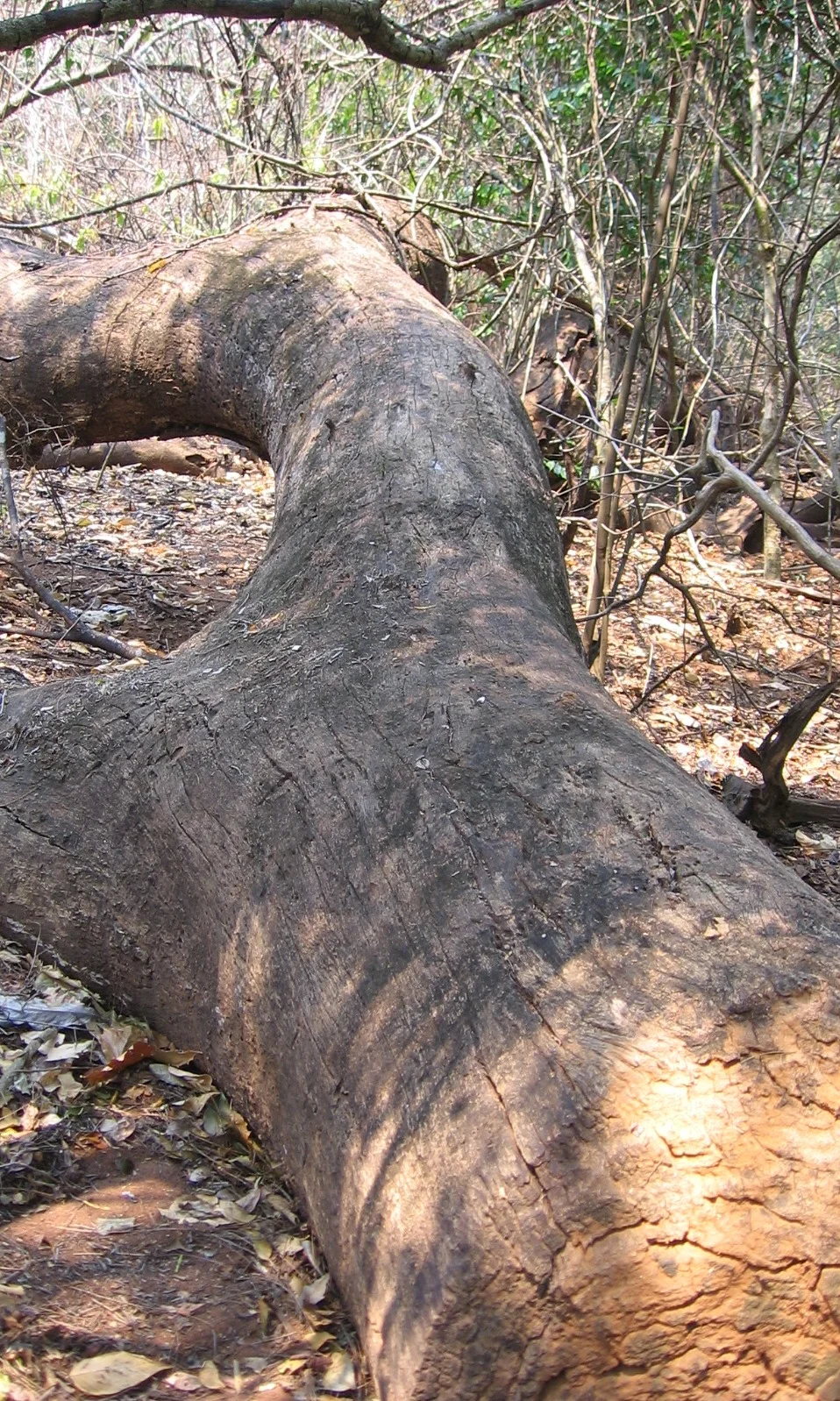 Árvores derrubadas por membros da comunidade, muitas vezes por cause de mel sendo depois abandonadas - Trees felled by community members, often for honey hive raiding and then abandoned.