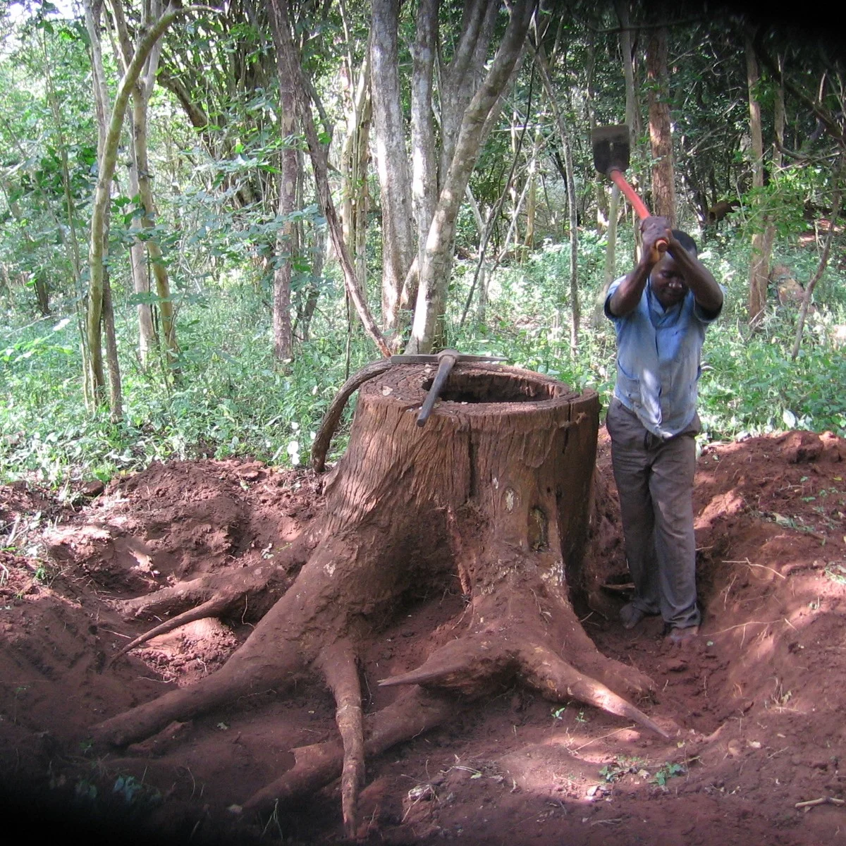 Cepos de colheitas de 1970 são retirados da terra para serem usados - Stumps from felling in the 1970 are dug up to be used.