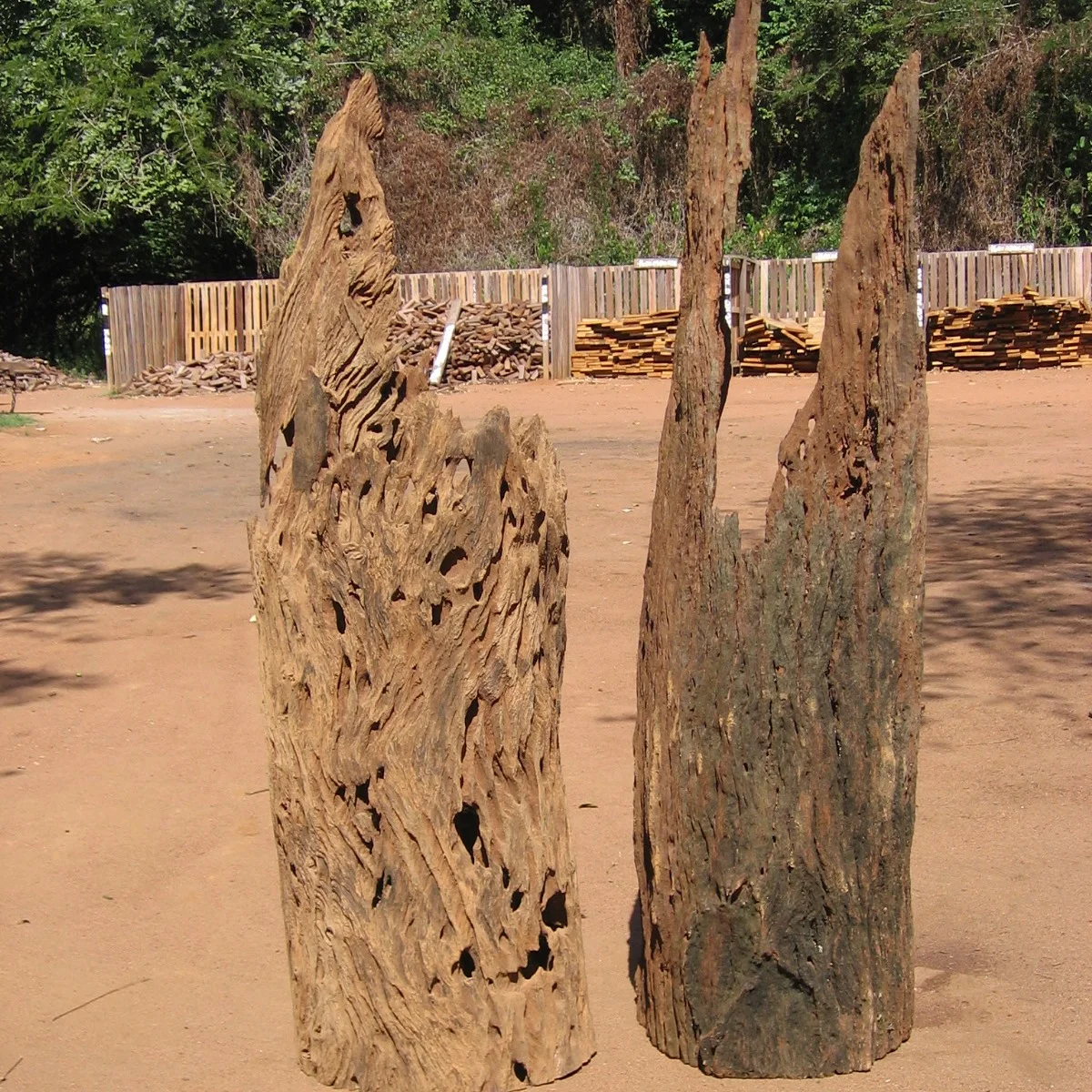 Troncos ocos interessantes - Interesting hollow trunks