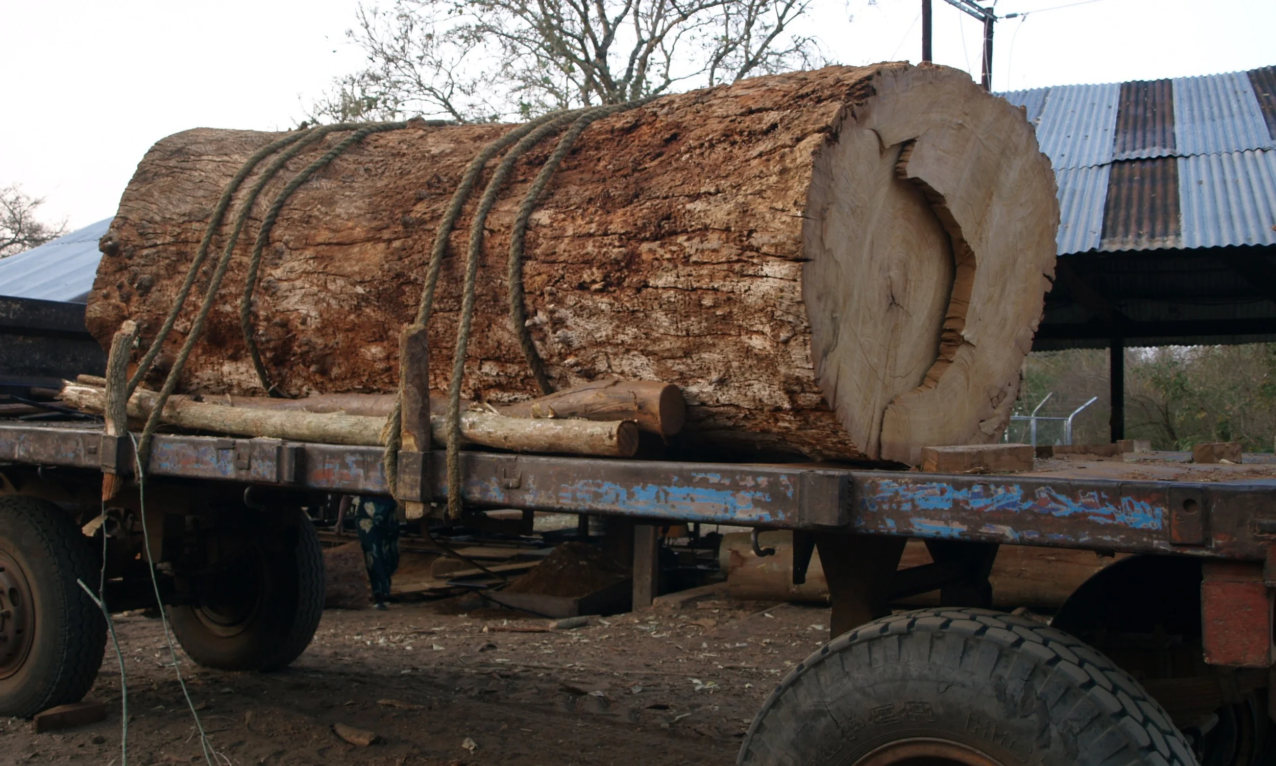 Troncos mortos a serem transportados para o Serração - Dead logs transported to the mill 