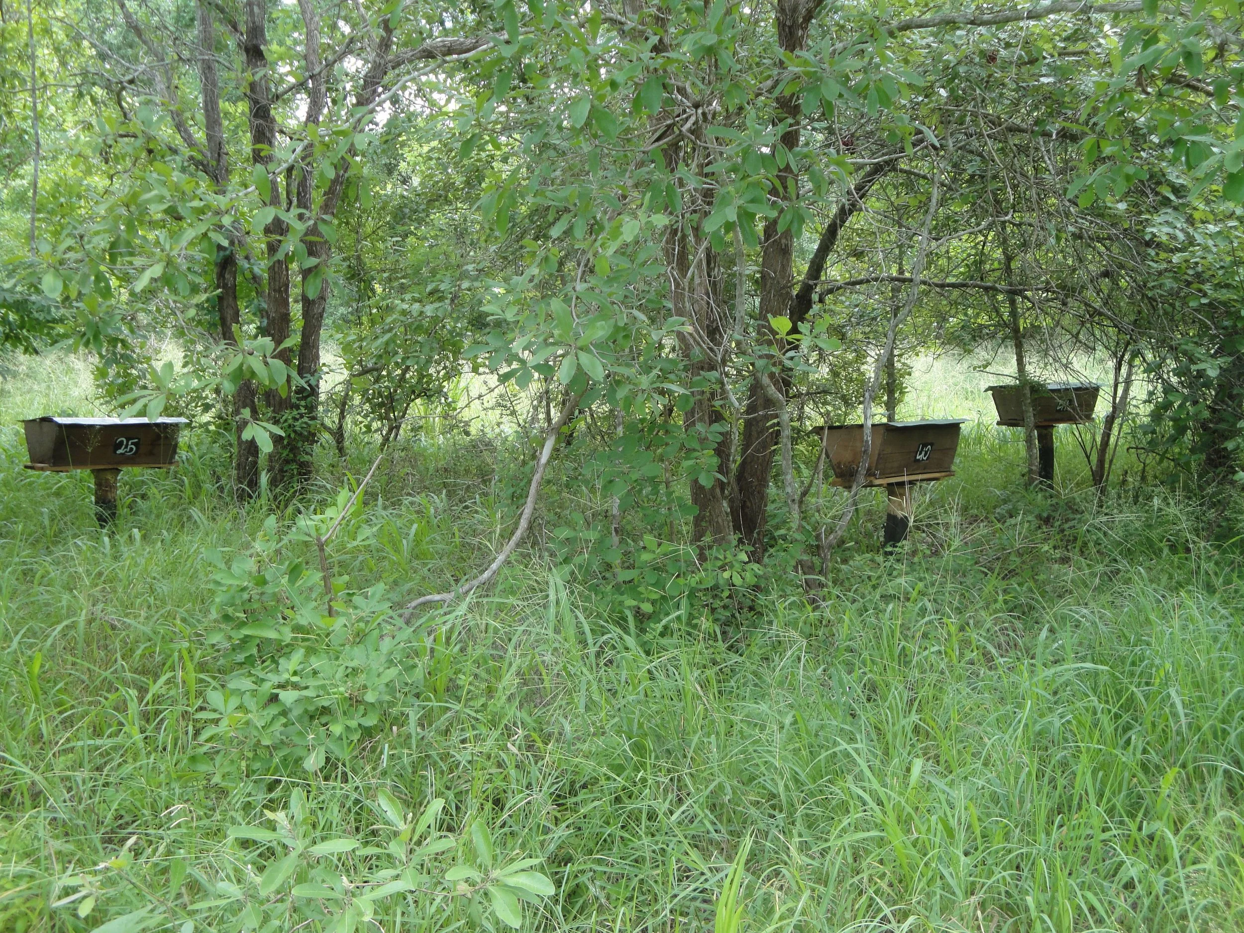 Hives-in-field2.jpg