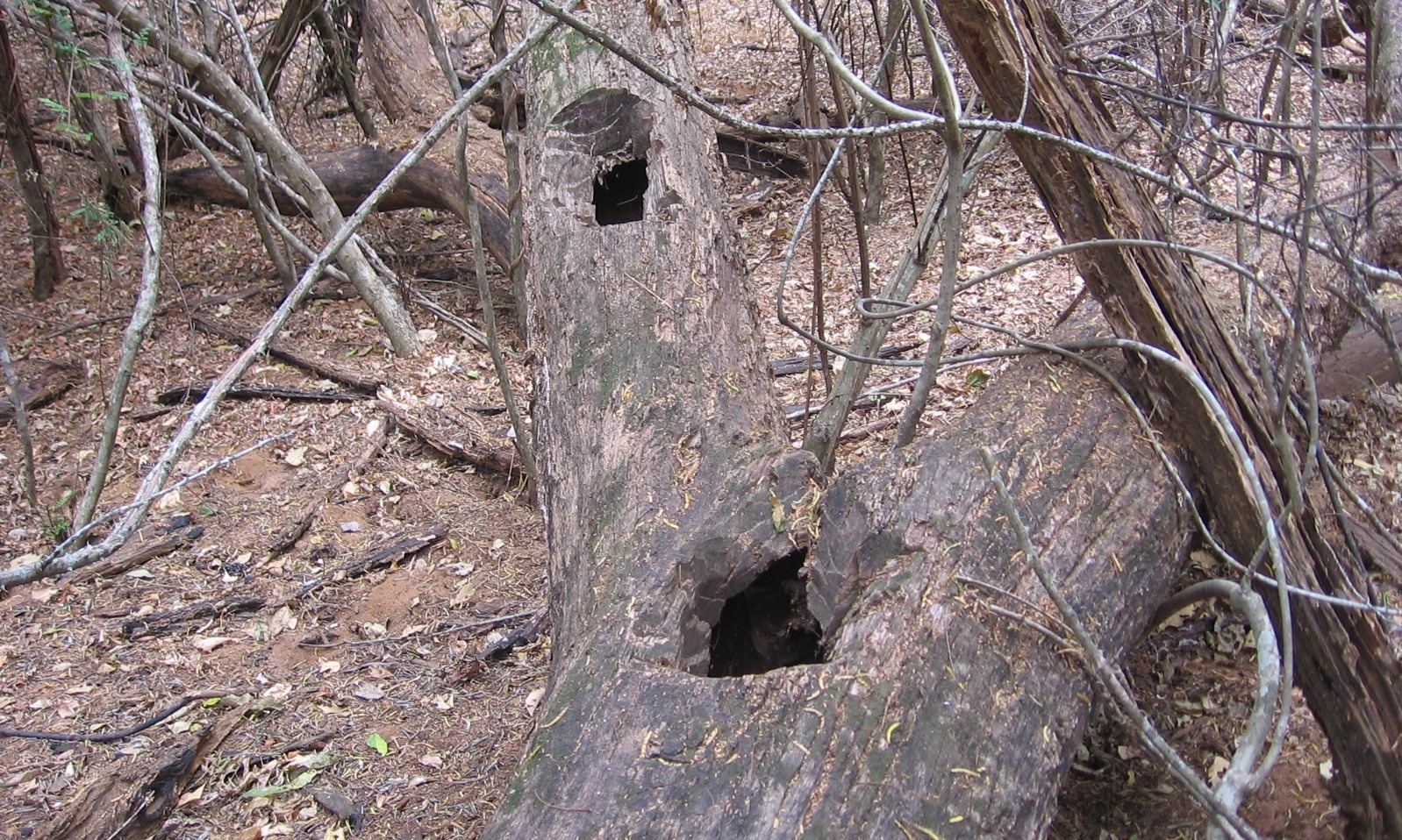 Grande importância é colocada na protecção do ambiente e em como parar as más práticas como o abate de árvores gigantes para alcançar colmeias de abelhas selvagens - Strong emphasis is placed on environmental protection and stopping poor practices like felling giant trees to raid wild bee swarms