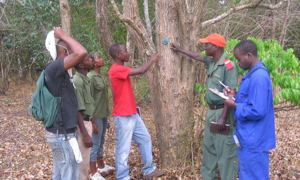 Identificação de árvores - Teaching students tree identification