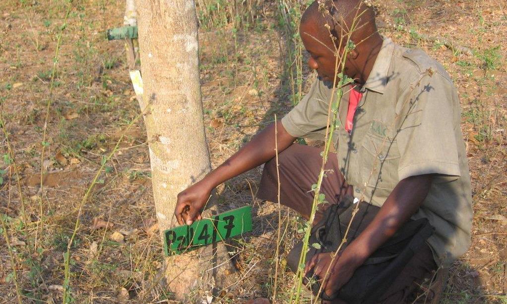 Monitorização da taxa de crescimento - Training in the monitoring of incremental growth rates
