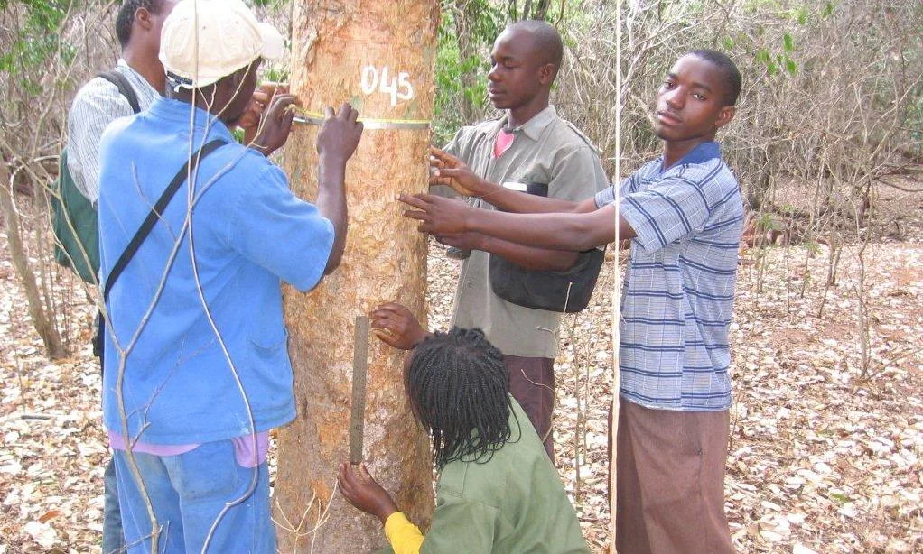 Inventário integrado florestal - Lessons in Integrated Forestry Inventories