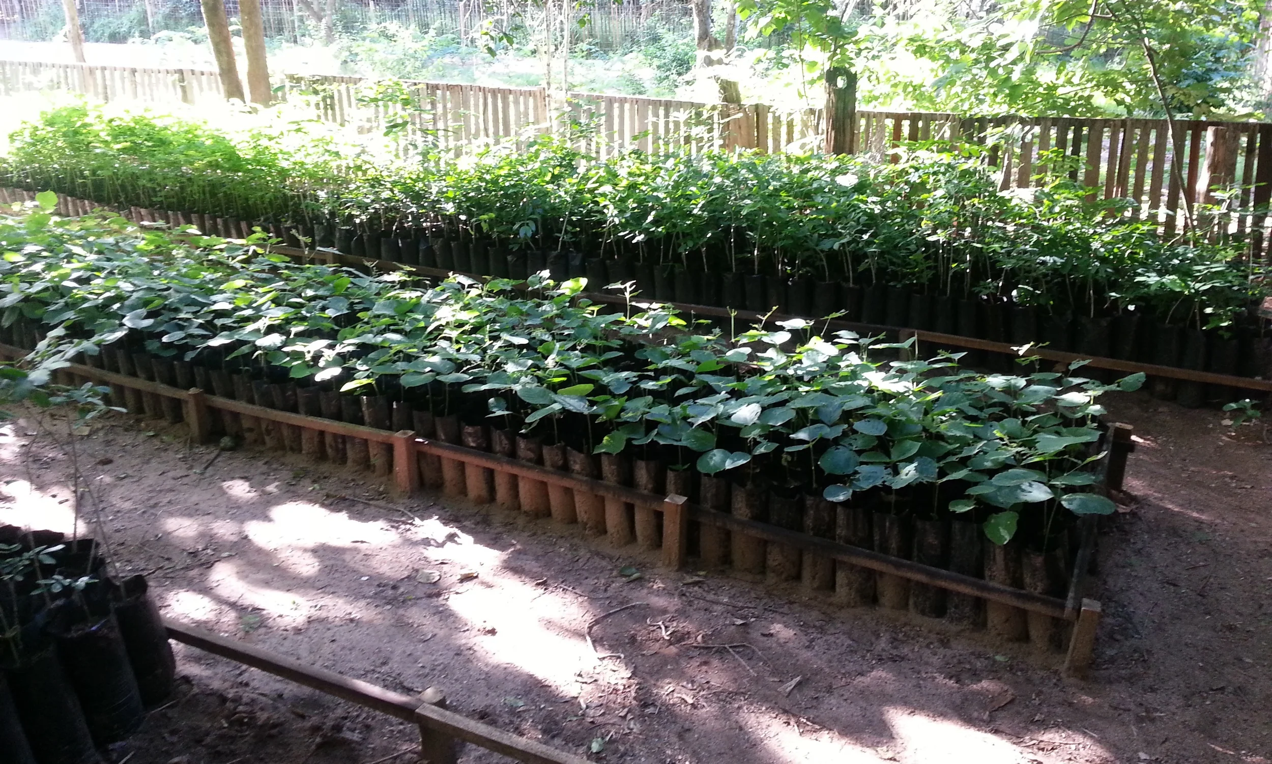 Seedbeds 2013 CdM (11).jpg