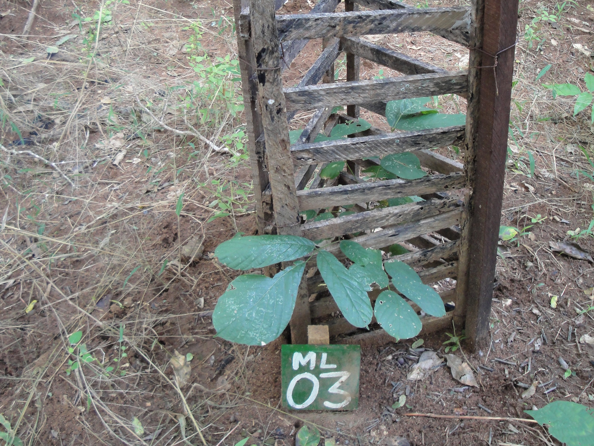 Cada jovem árvore no projecto GAIT é identificável para o proprietário para que possa ser visitada - Every sapling on the GAIT project is identifiable to the owner and can be individually inspected