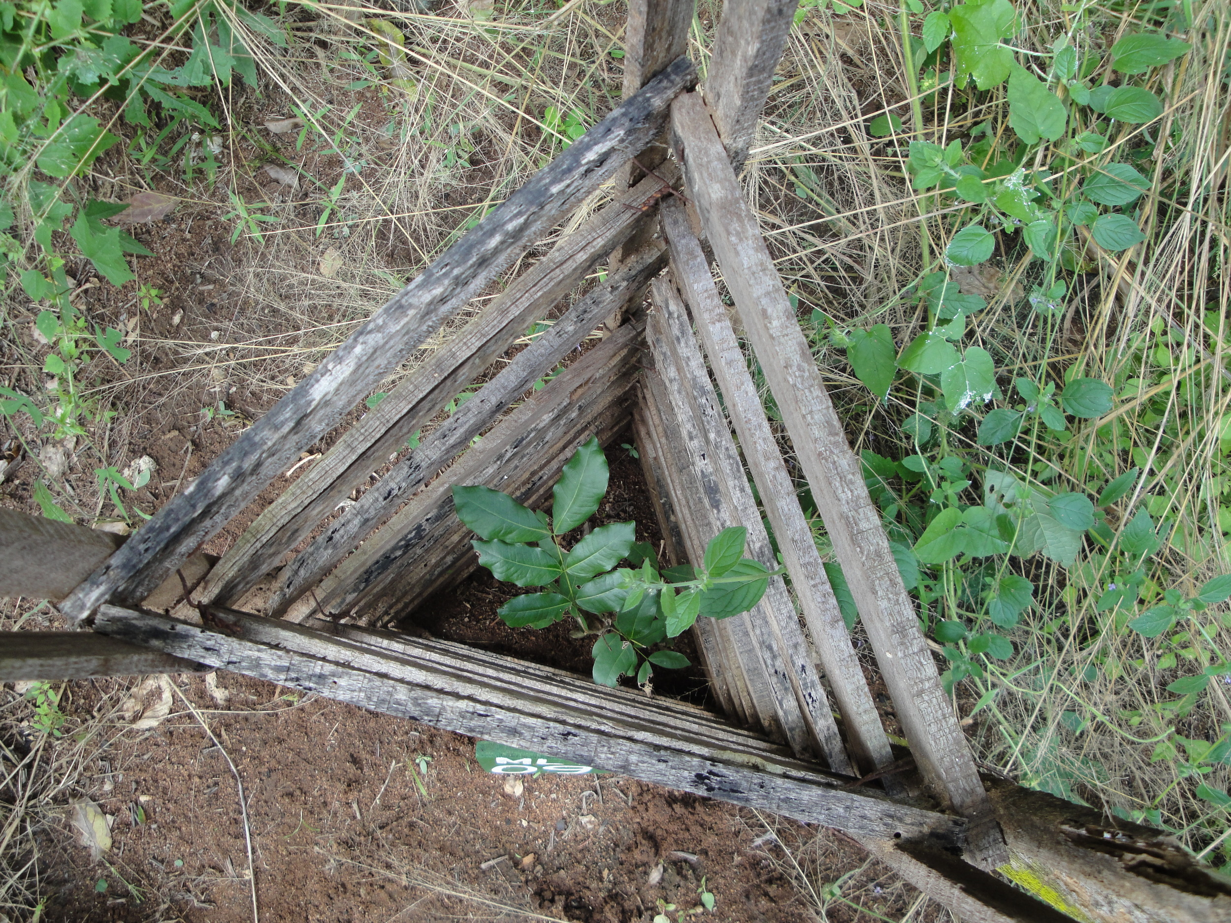 Onde é necessário as árvores têm protecções contra os porcos-espinhos, pois estes comem as jovens árvores - Where necessary trees are protected from Porcupines who eat the young saplings
