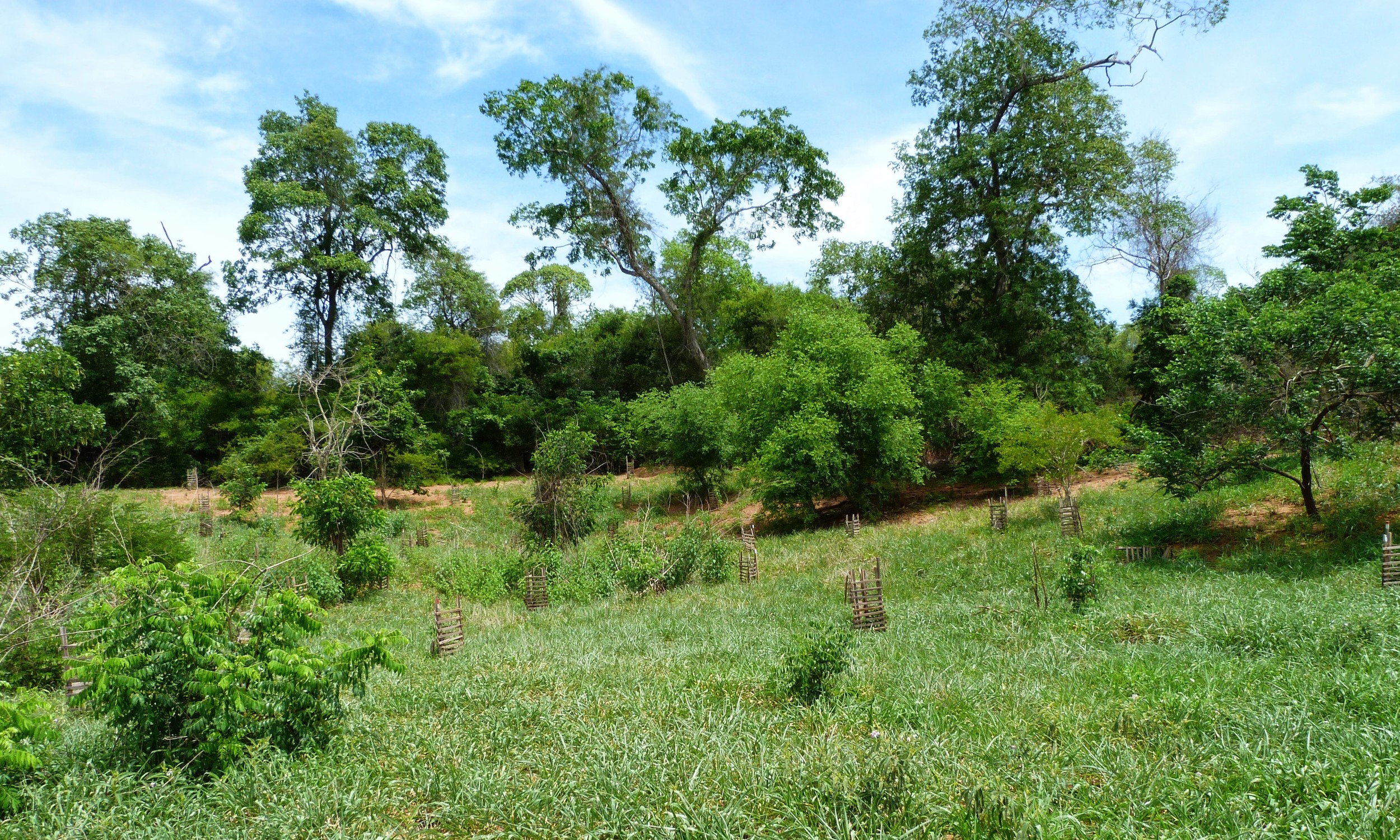 Plantação - GAIT - Plantation
