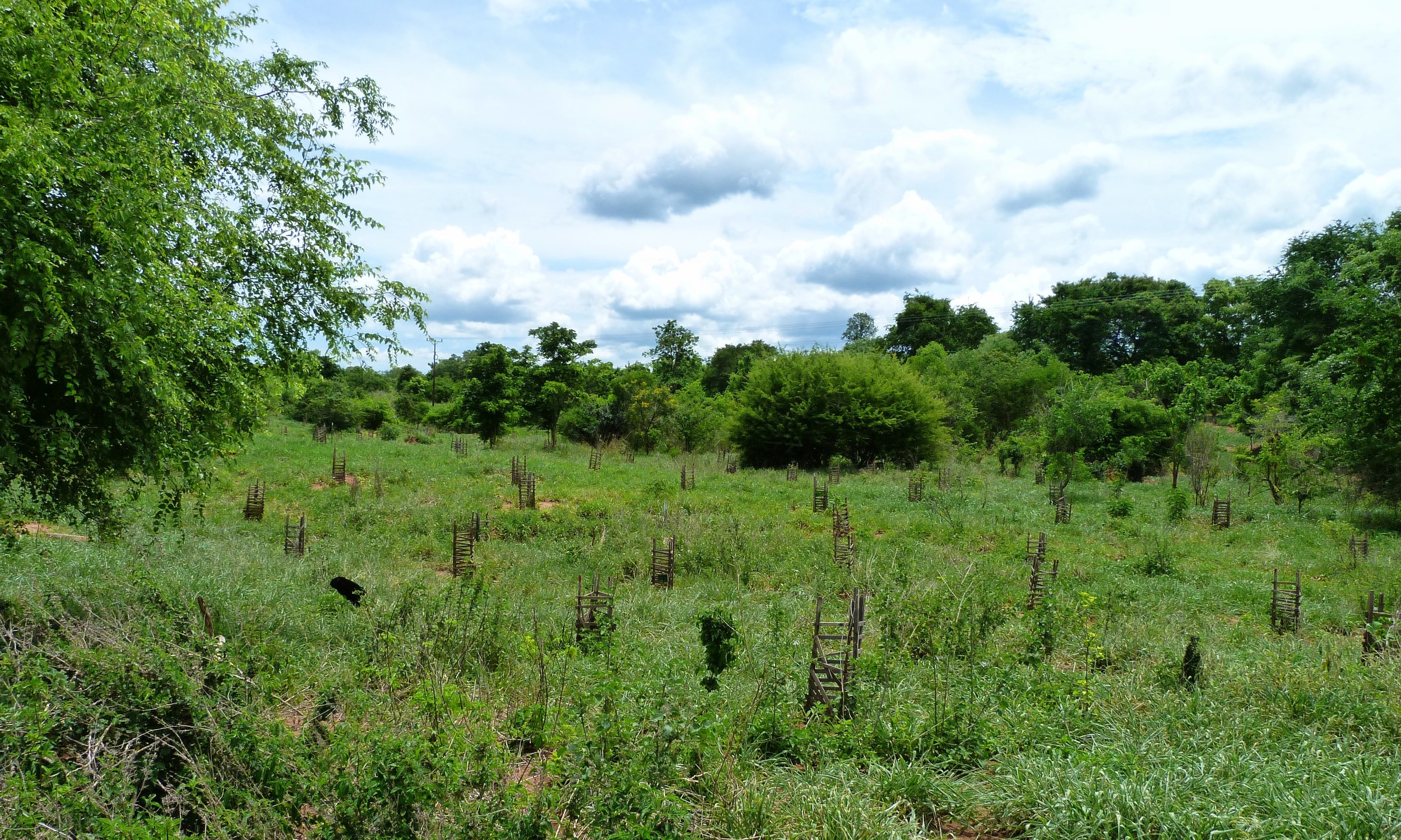 Plantação - GAIT - Plantation