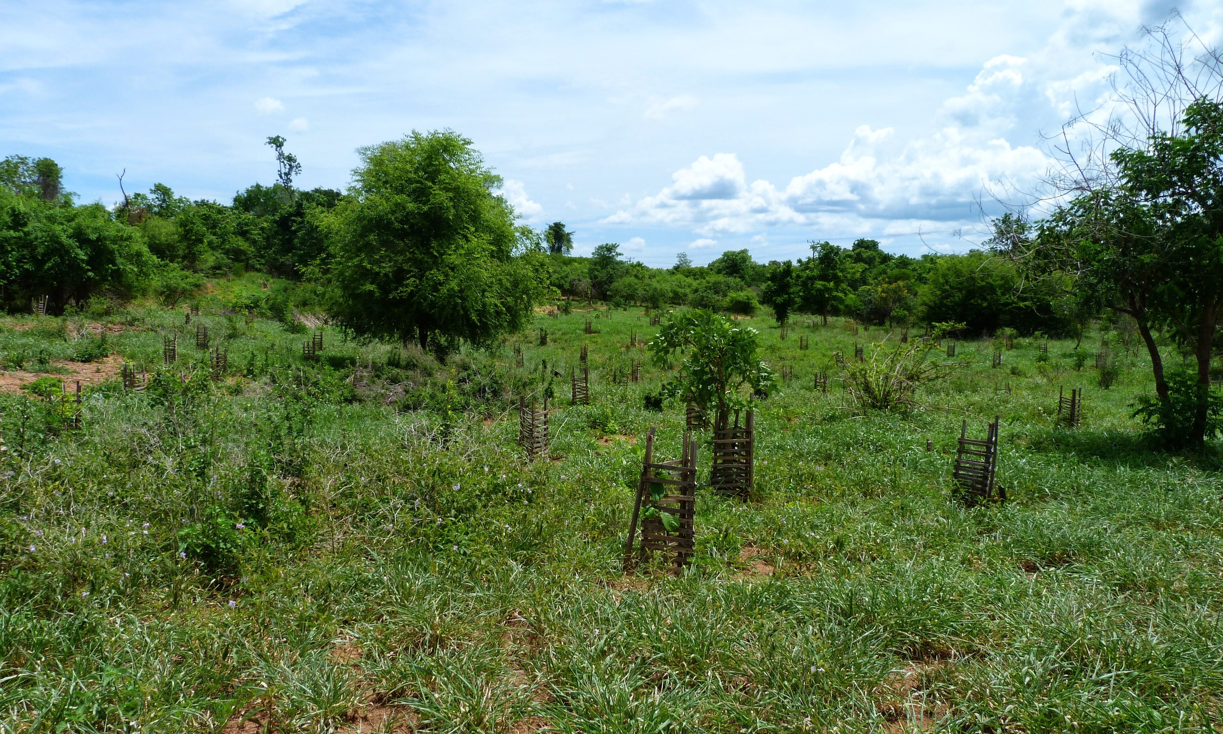 Plantação - GAIT - Plantation