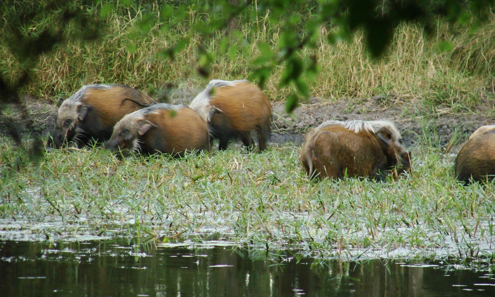 1 - Wild Pig - Celesta.JPG