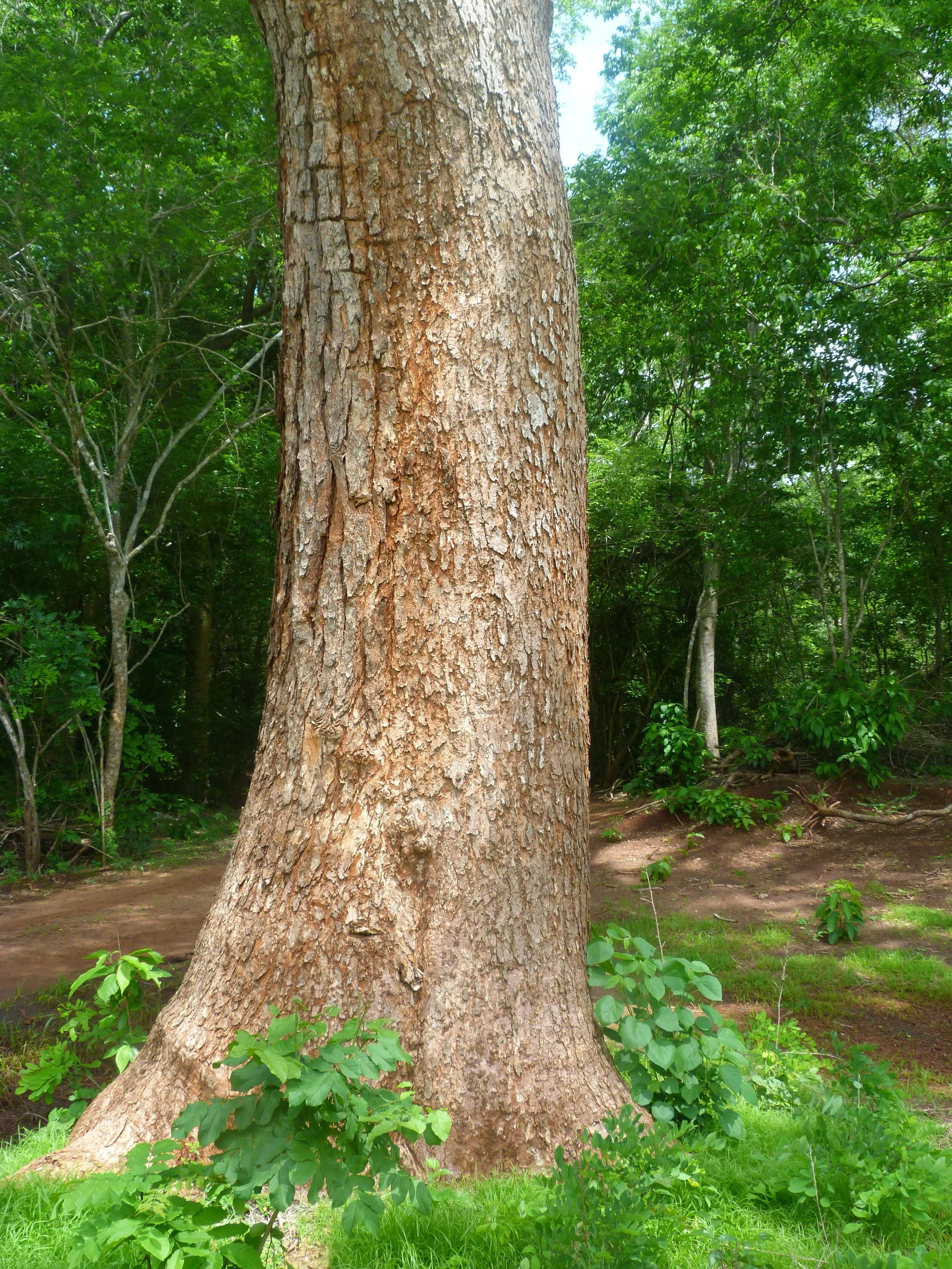 Wild Mango tree