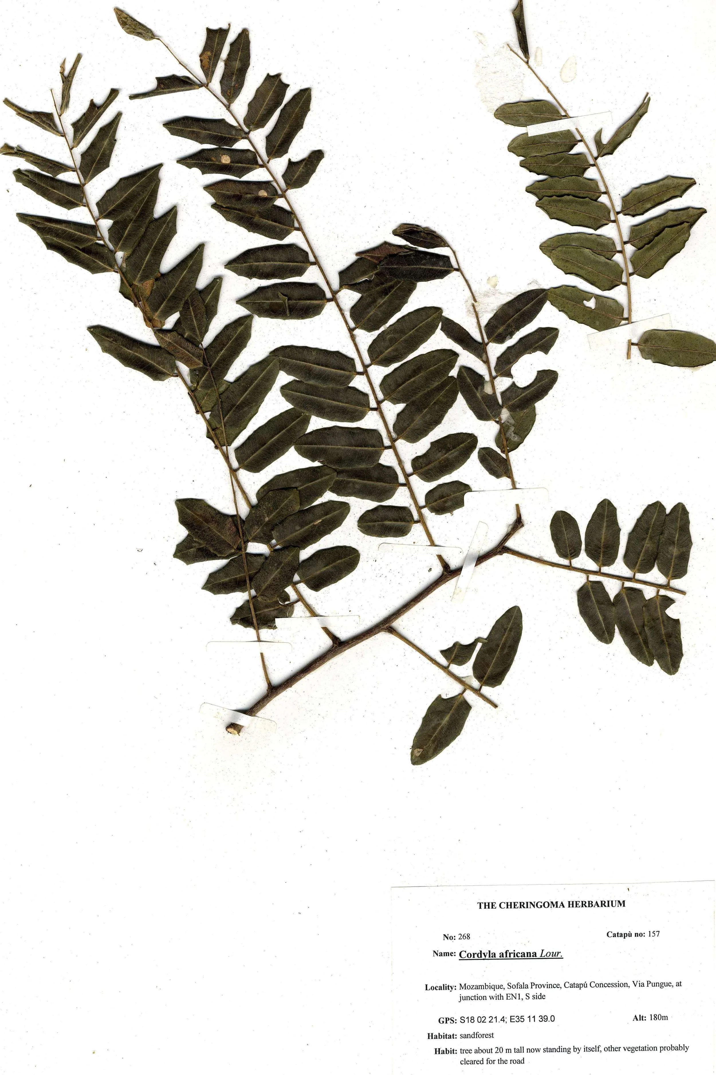 Herbarium Sample