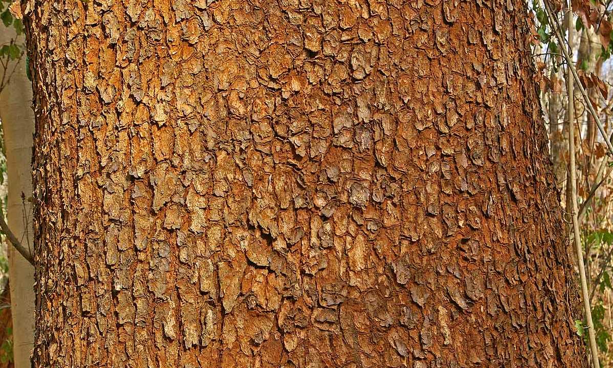 Wild Mango bark