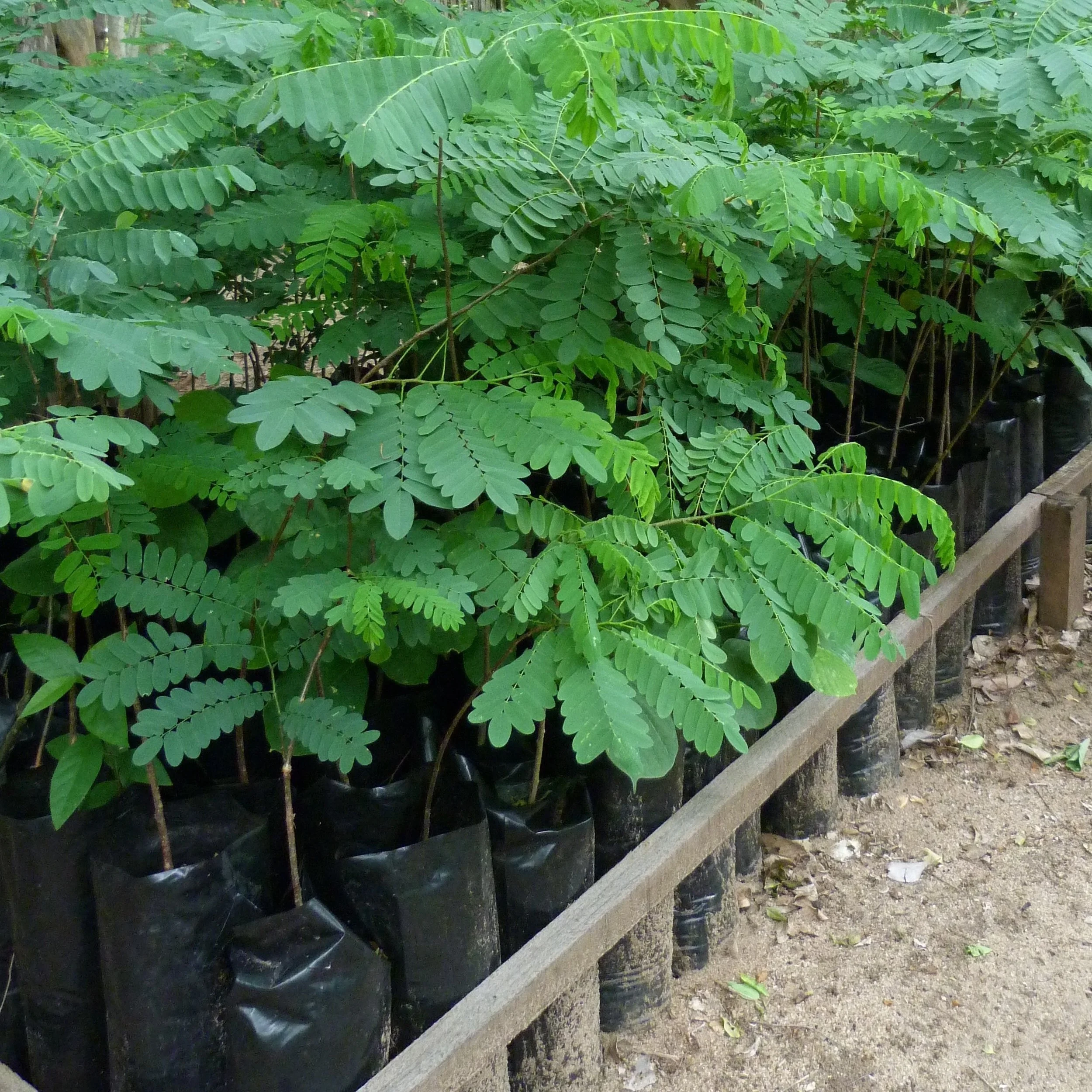 Wild Mango saplings