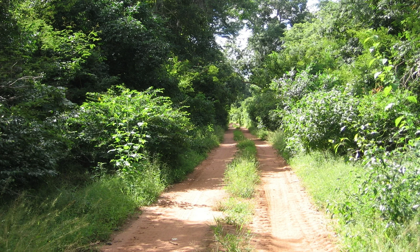 1 - Forest Rd.JPG
