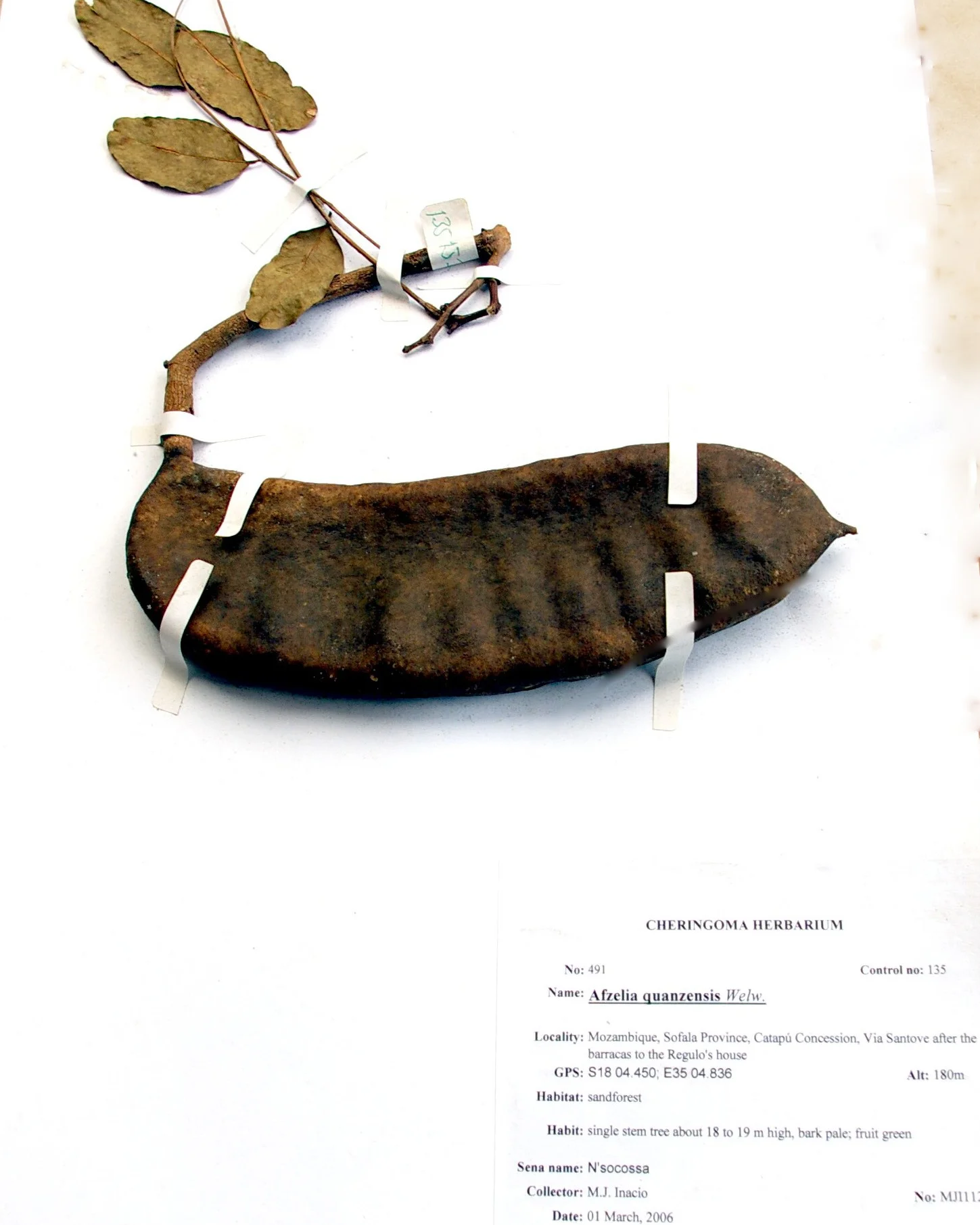 Herbarium sample