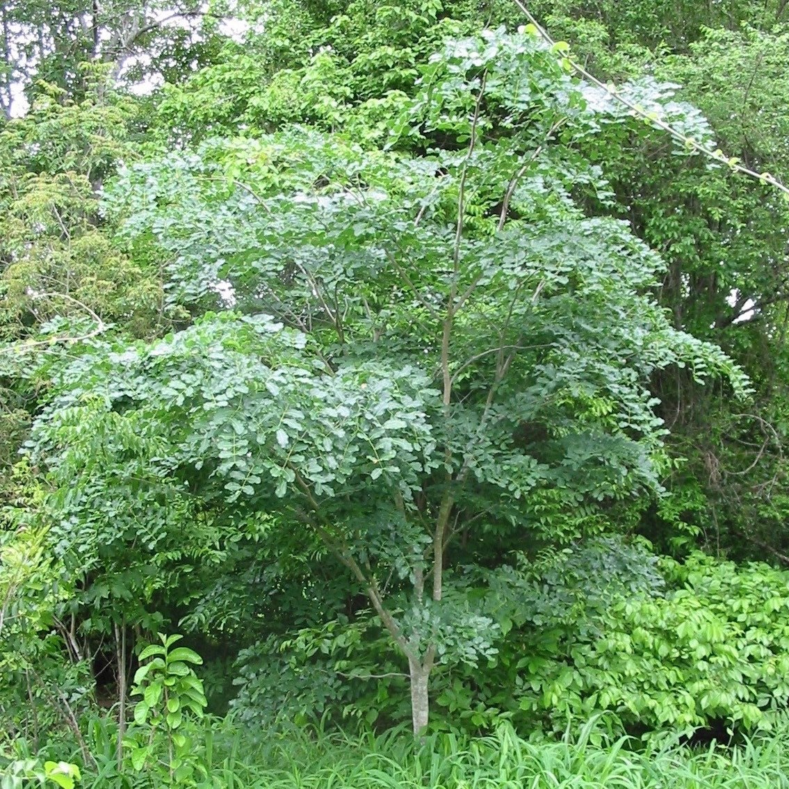 Young Chamfuta tree