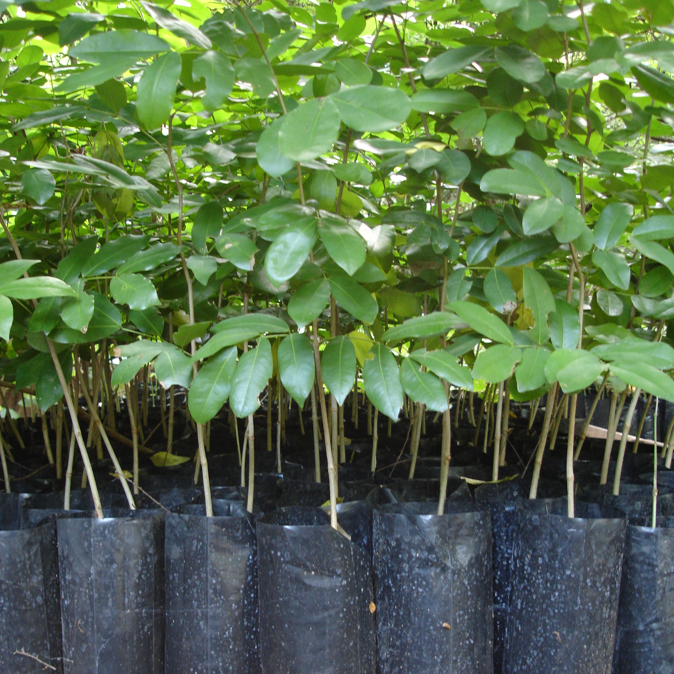 Chamfuta saplings