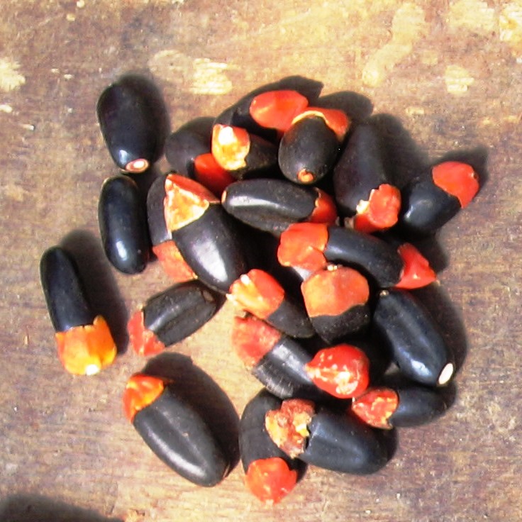 Chamfuta Seeds