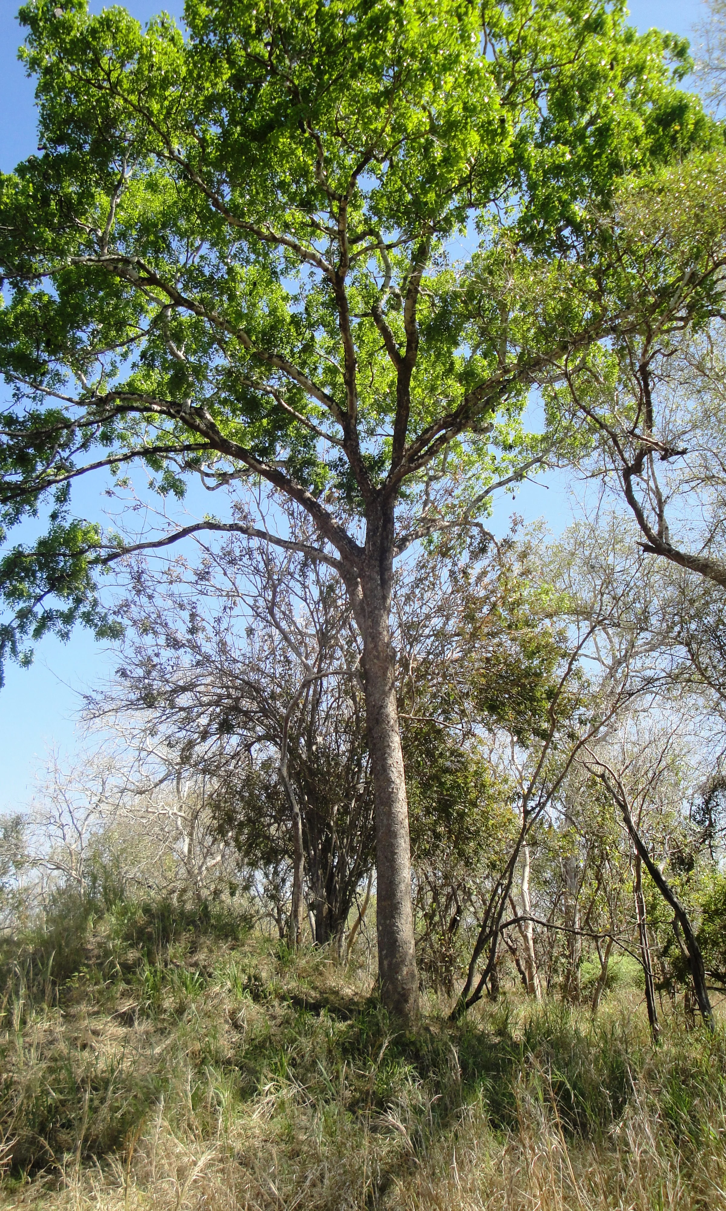 Chamfuta tree