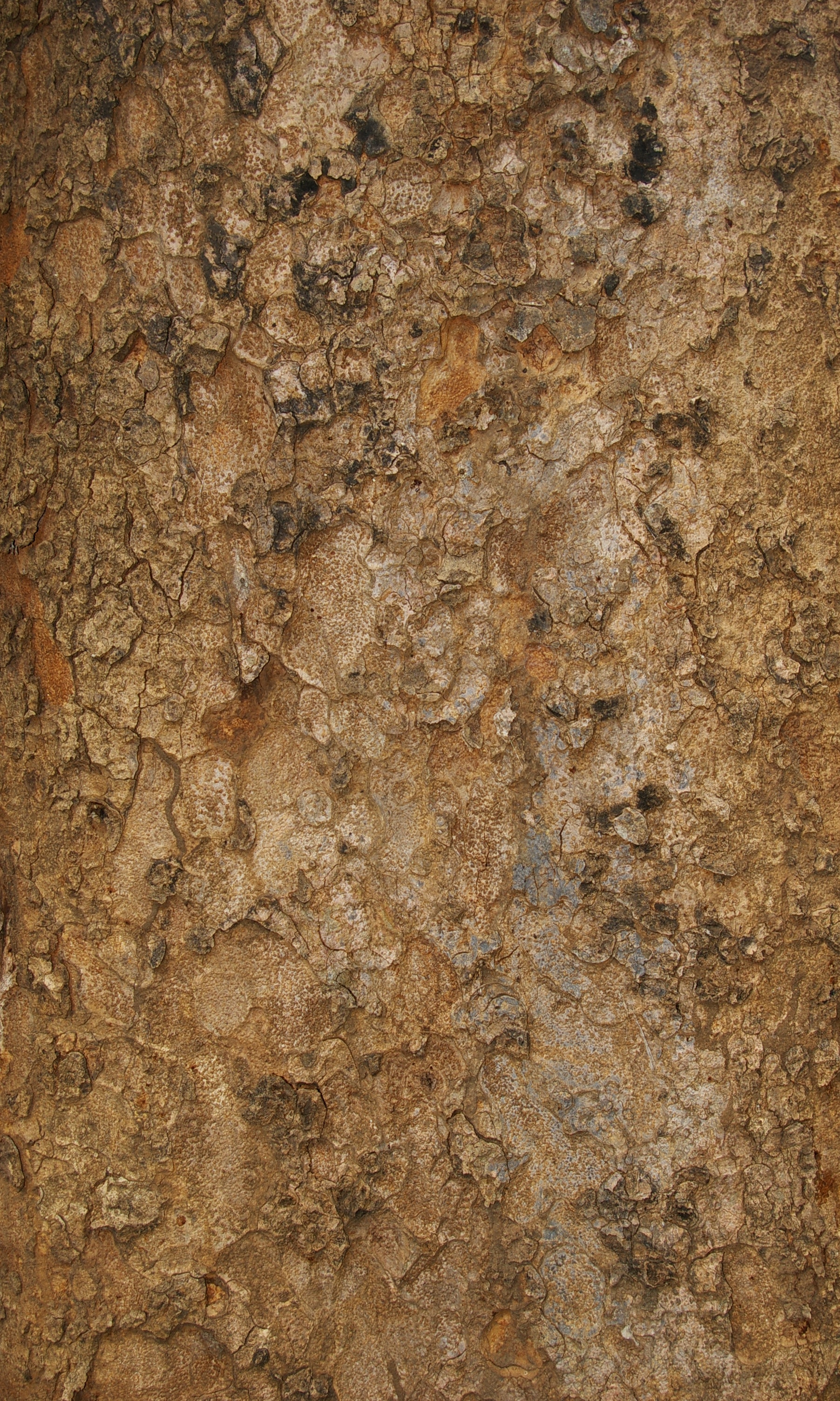Chamfuta bark