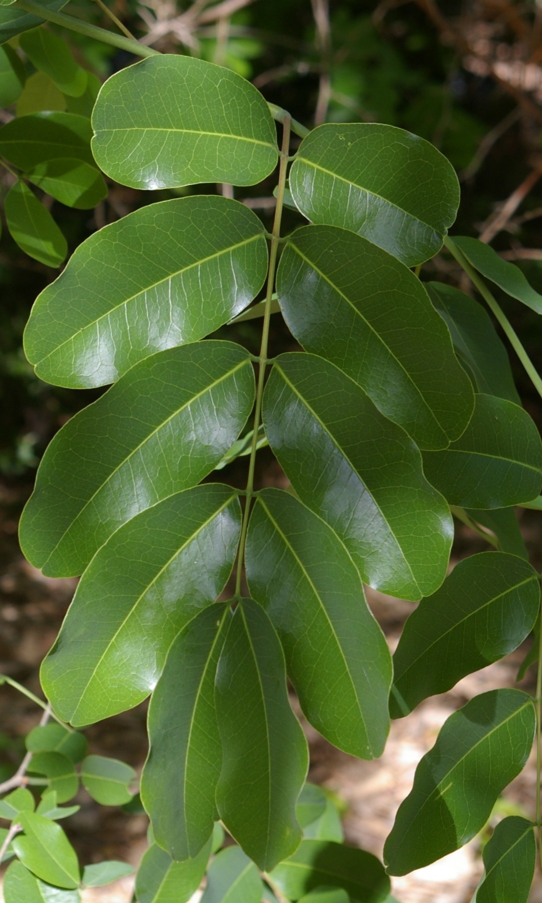 Chamfuta leaves