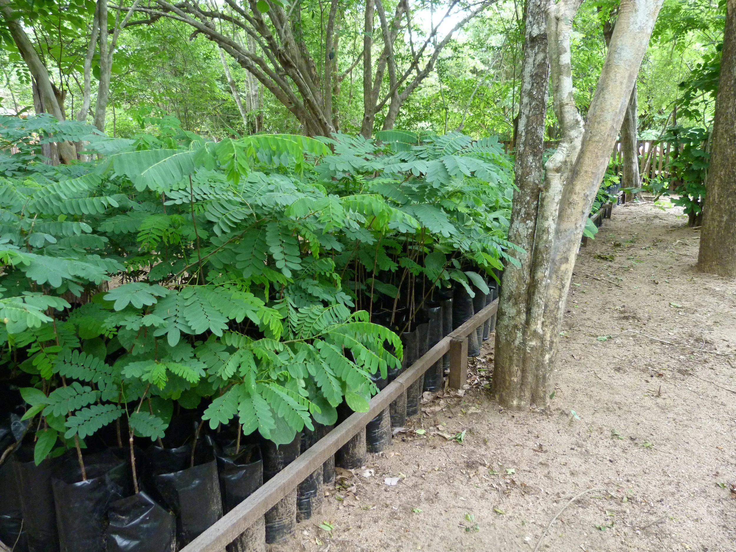 Seedbeds Dec 2013 (14).jpg