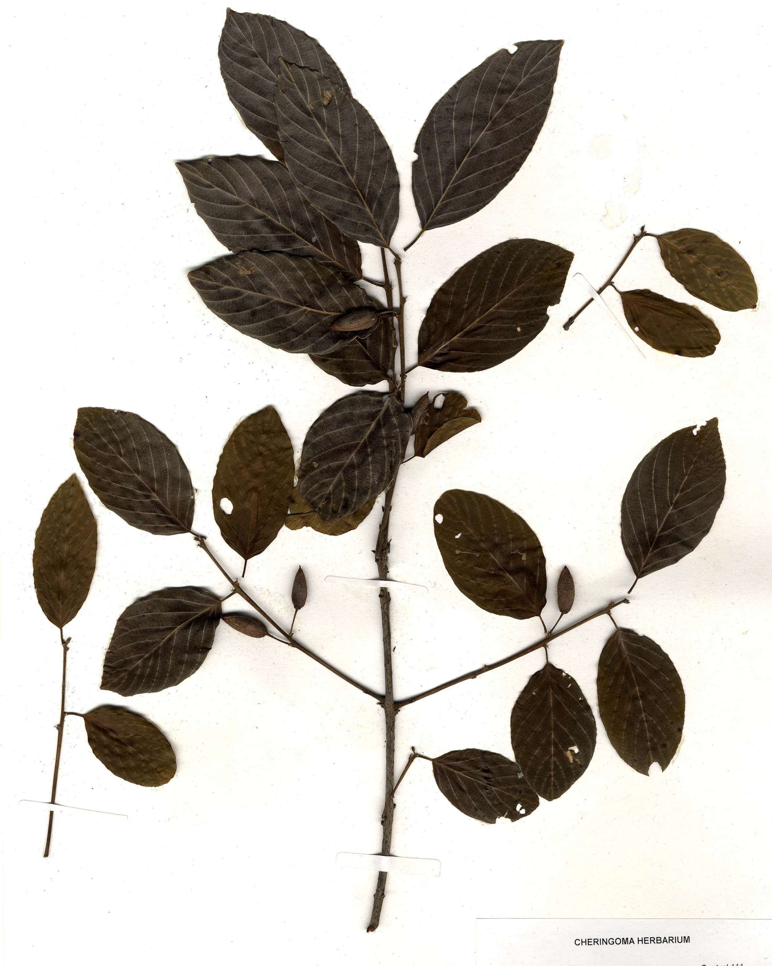 Herbarium sample