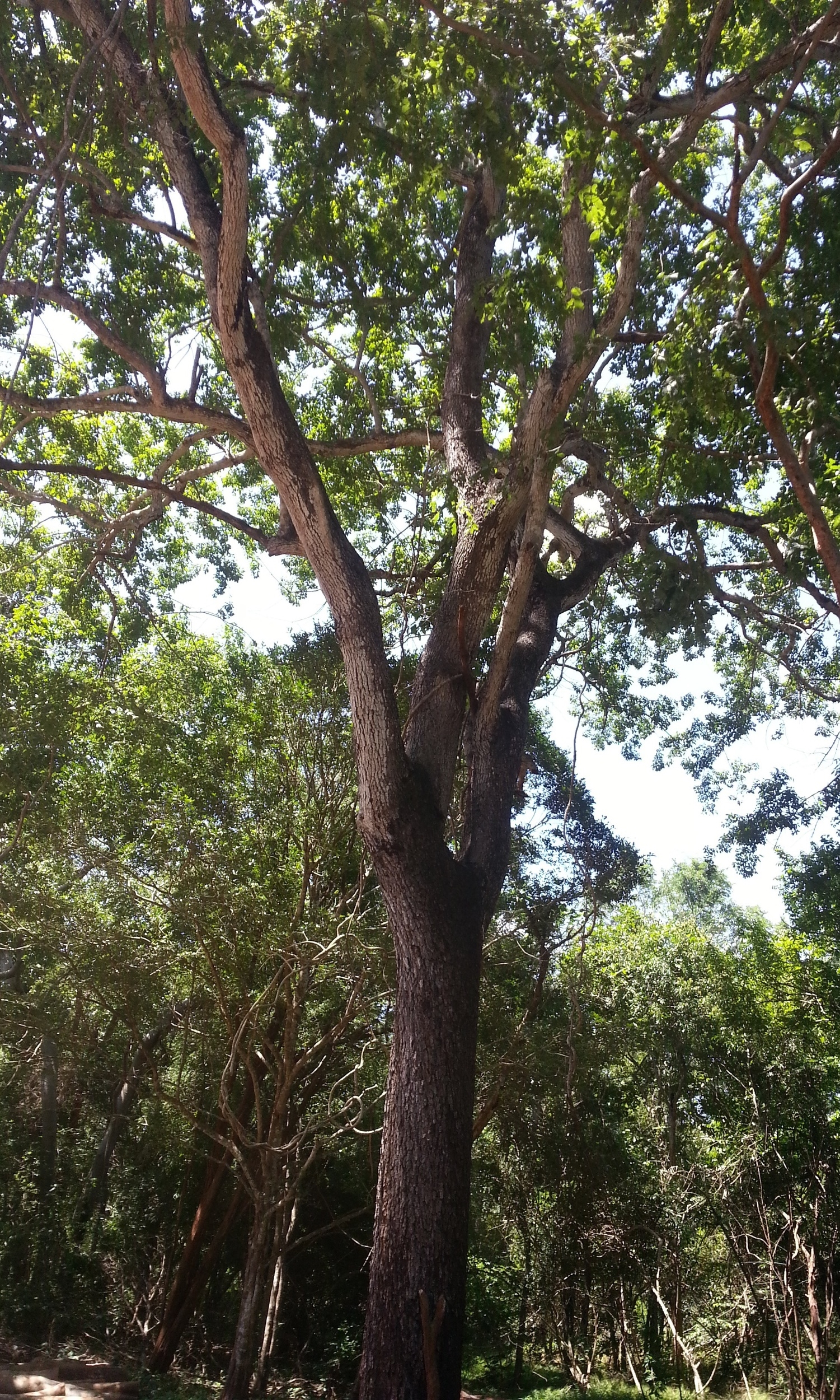Brown Ivory tree