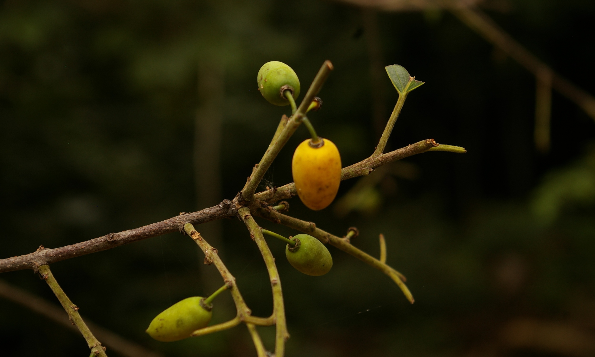 Brown Ivory berries