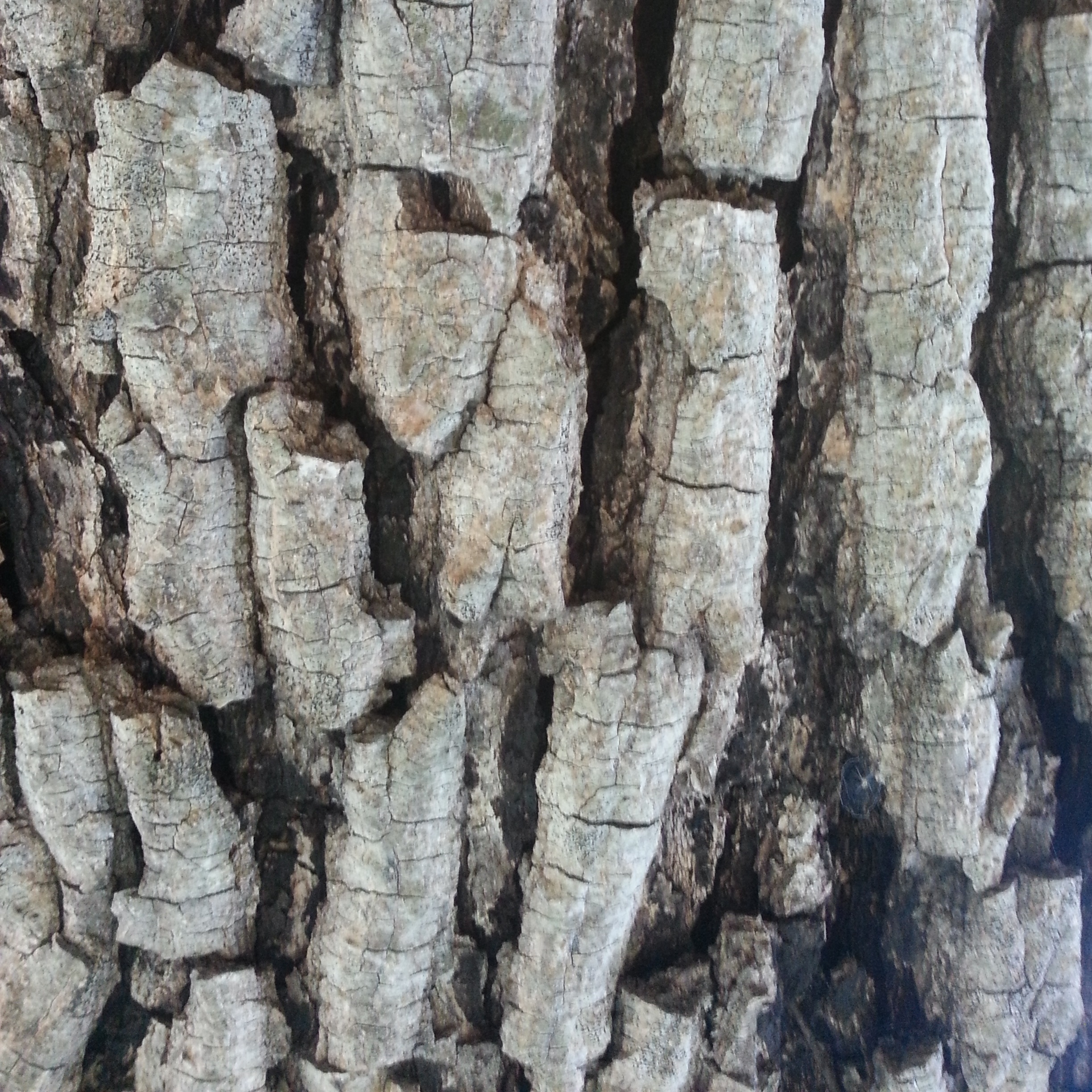Brown Ivory bark