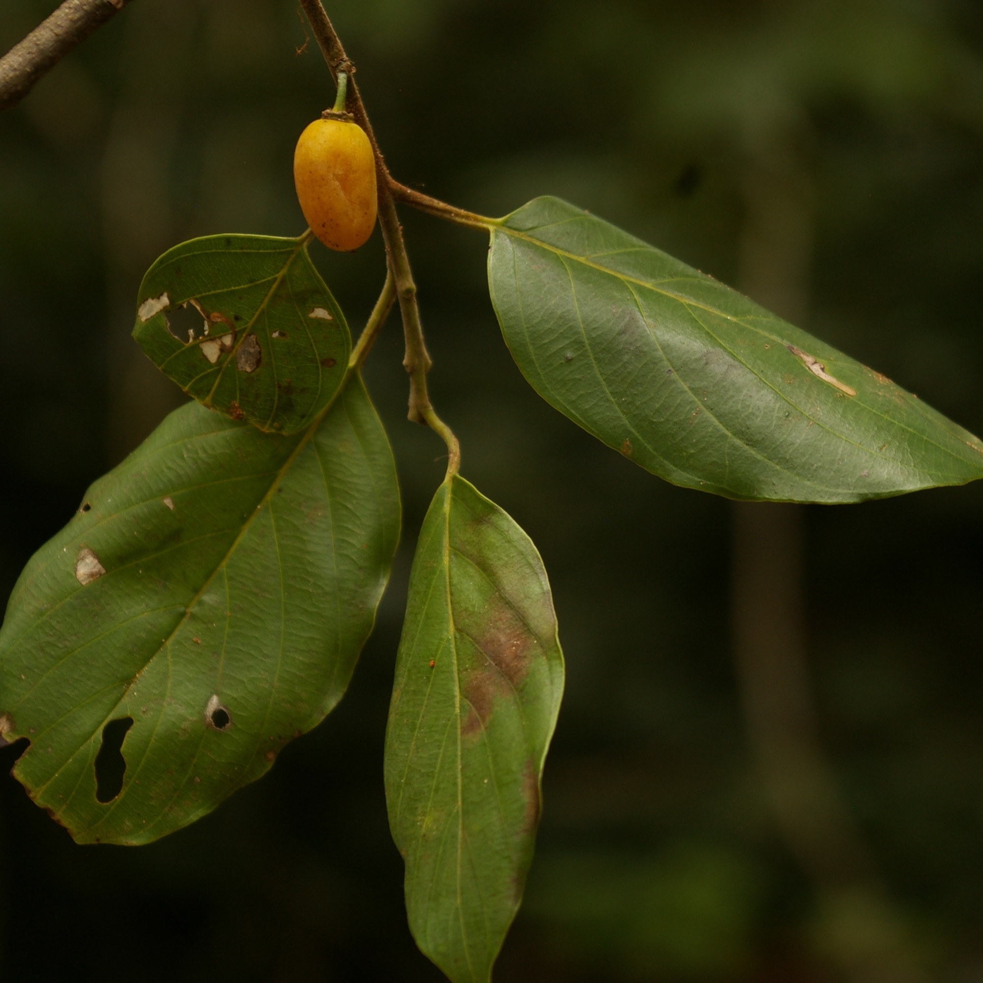 Brown Ivory leaves