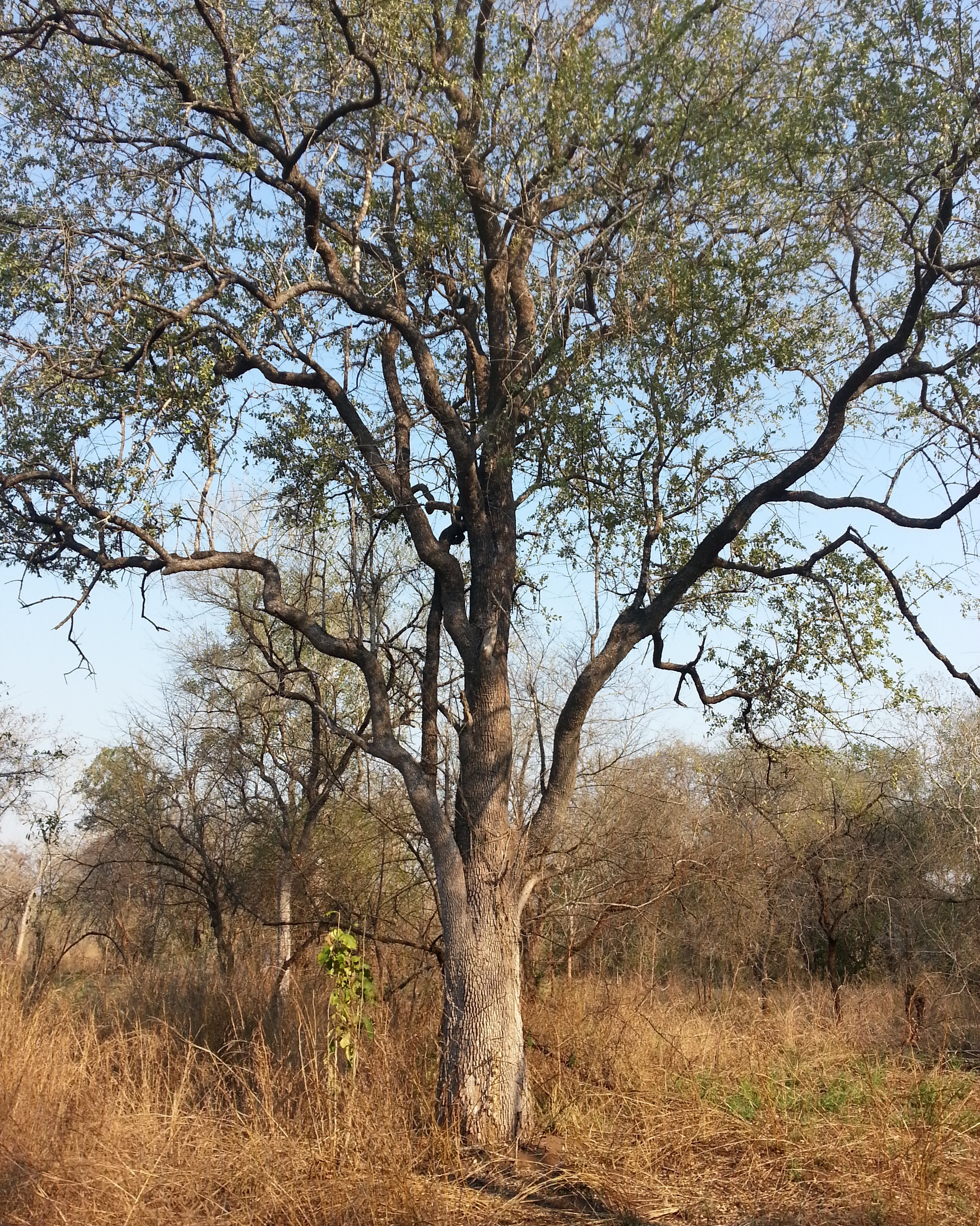 Leadwood tree