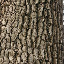 Leadwood bark