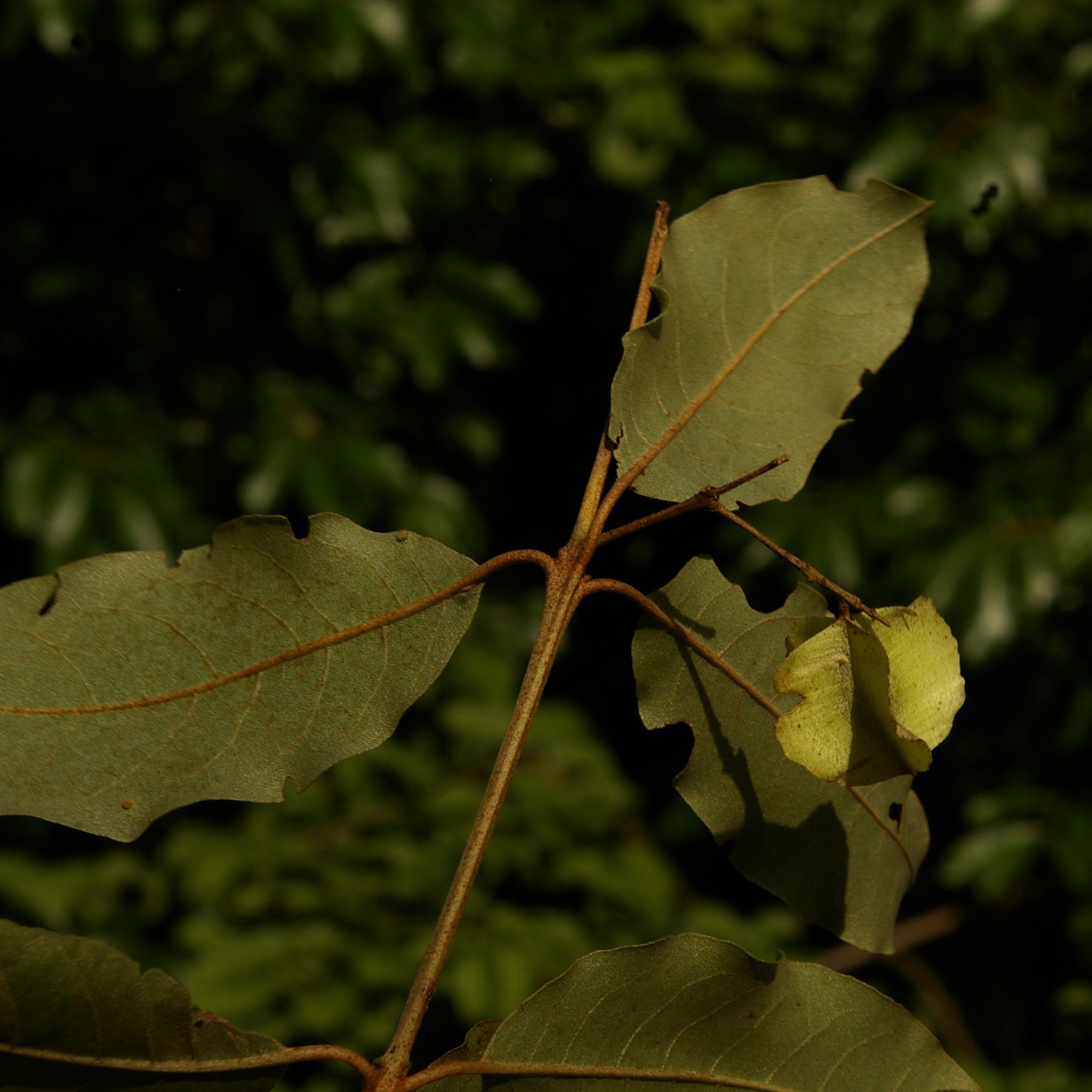 Leadwood leaves