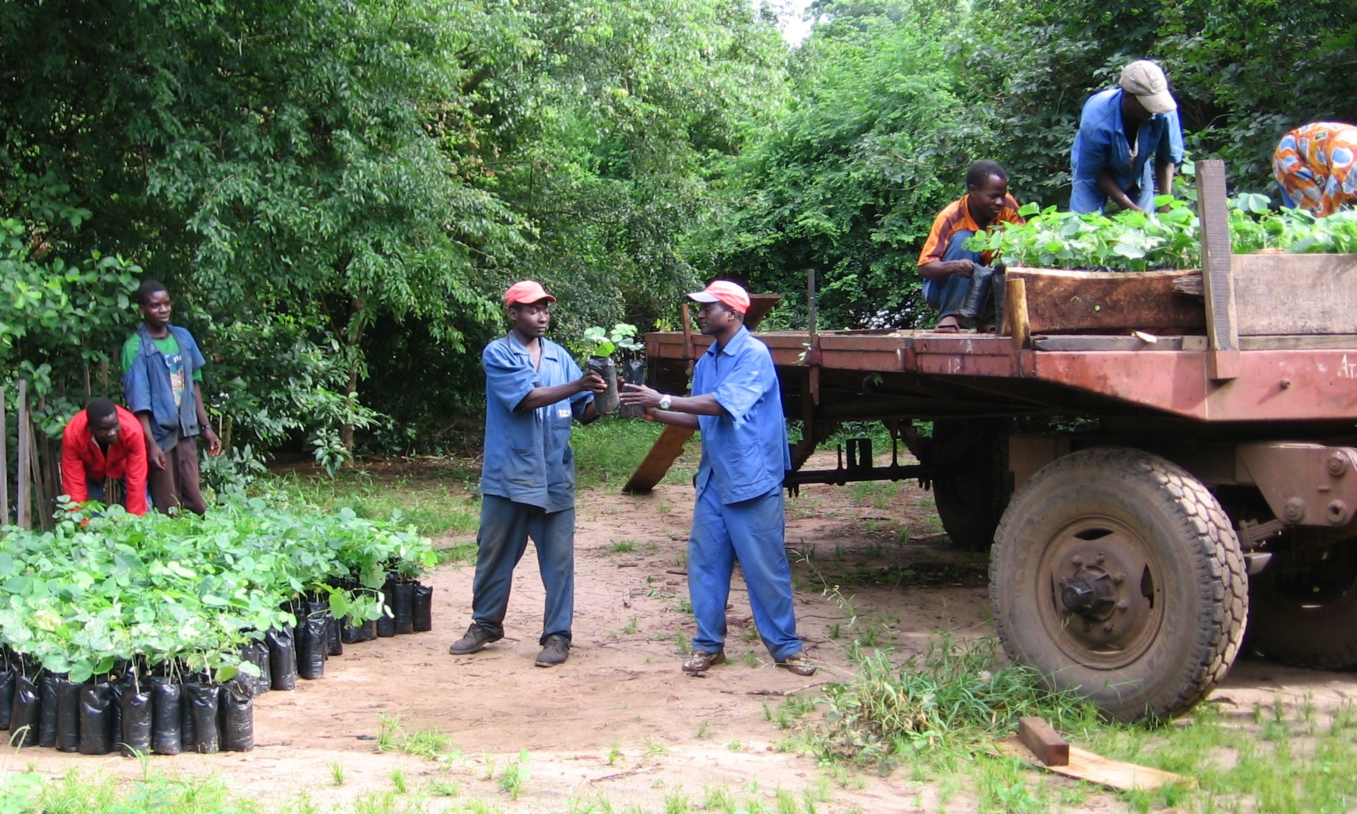Carregamento das árvores no viveiro - Loading trees at the nursery