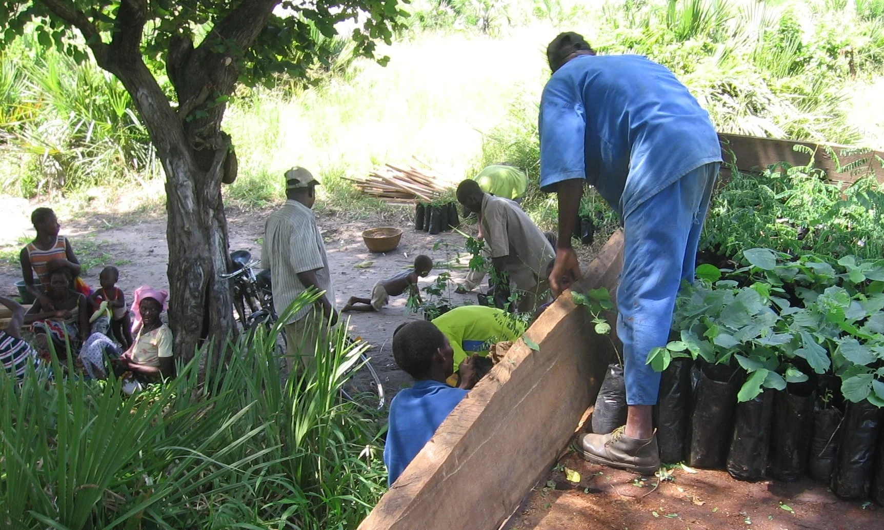 Entrega de árvores à comunidade - Delivering trees to the community