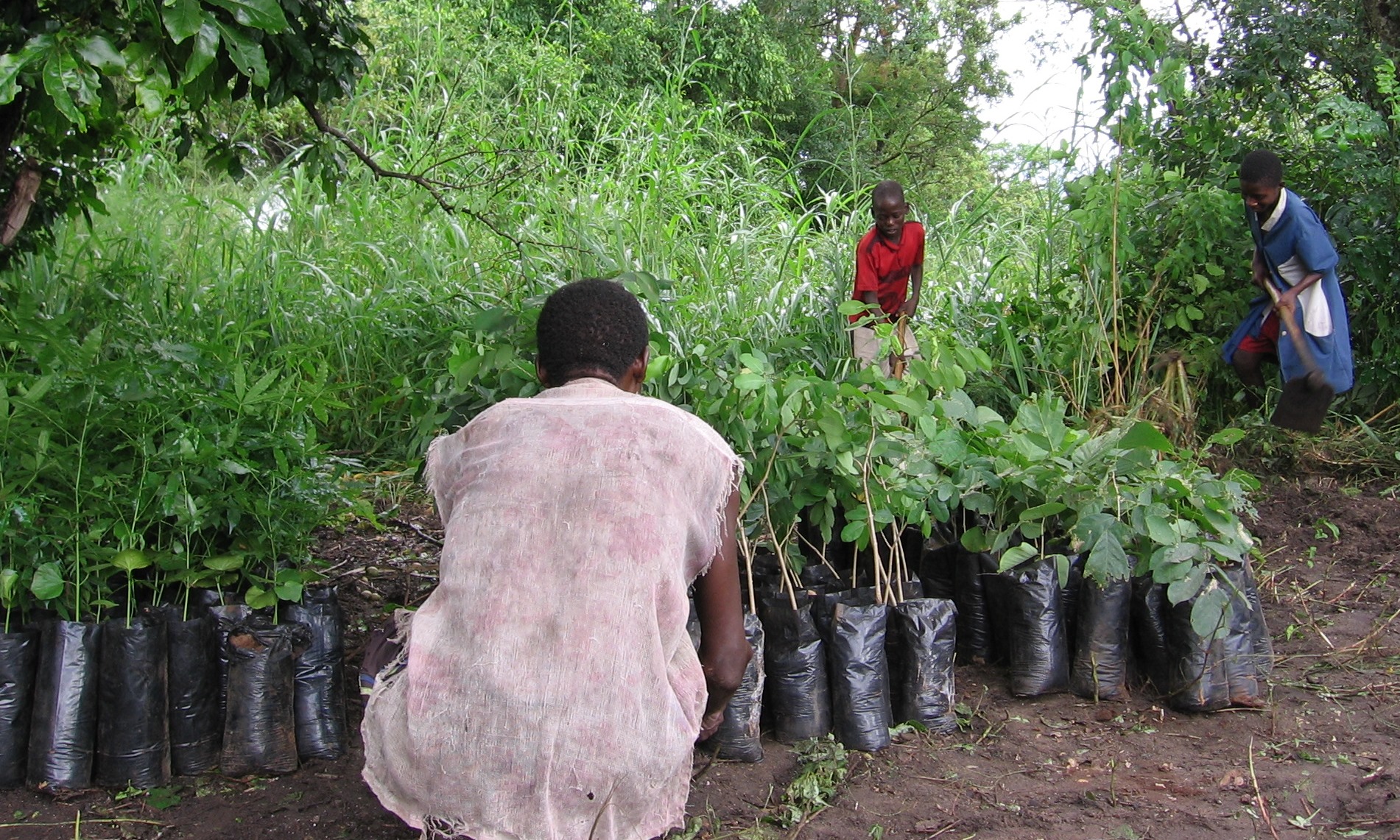 Entrega das árvores - Delivery of saplings